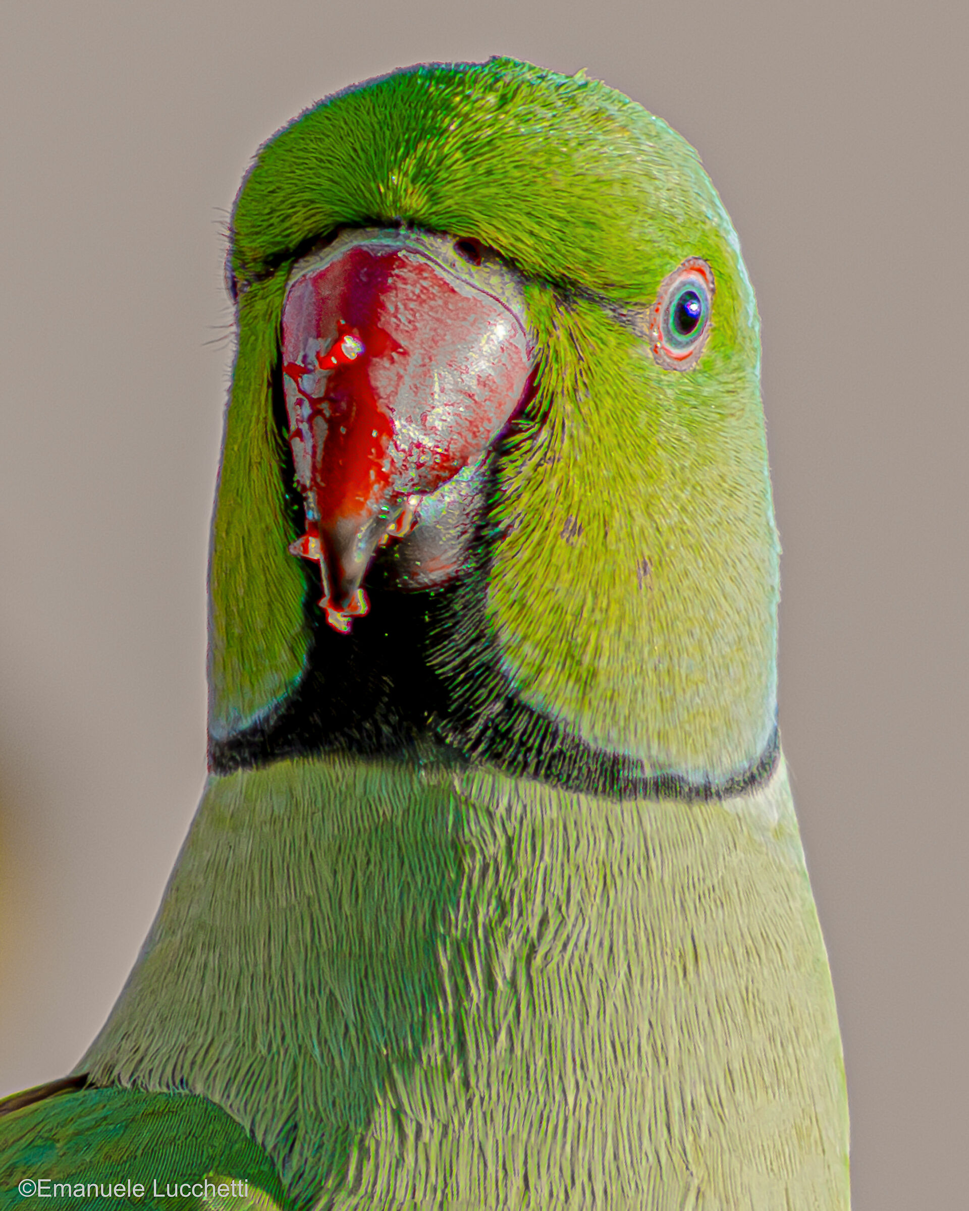 Collared parakeet...