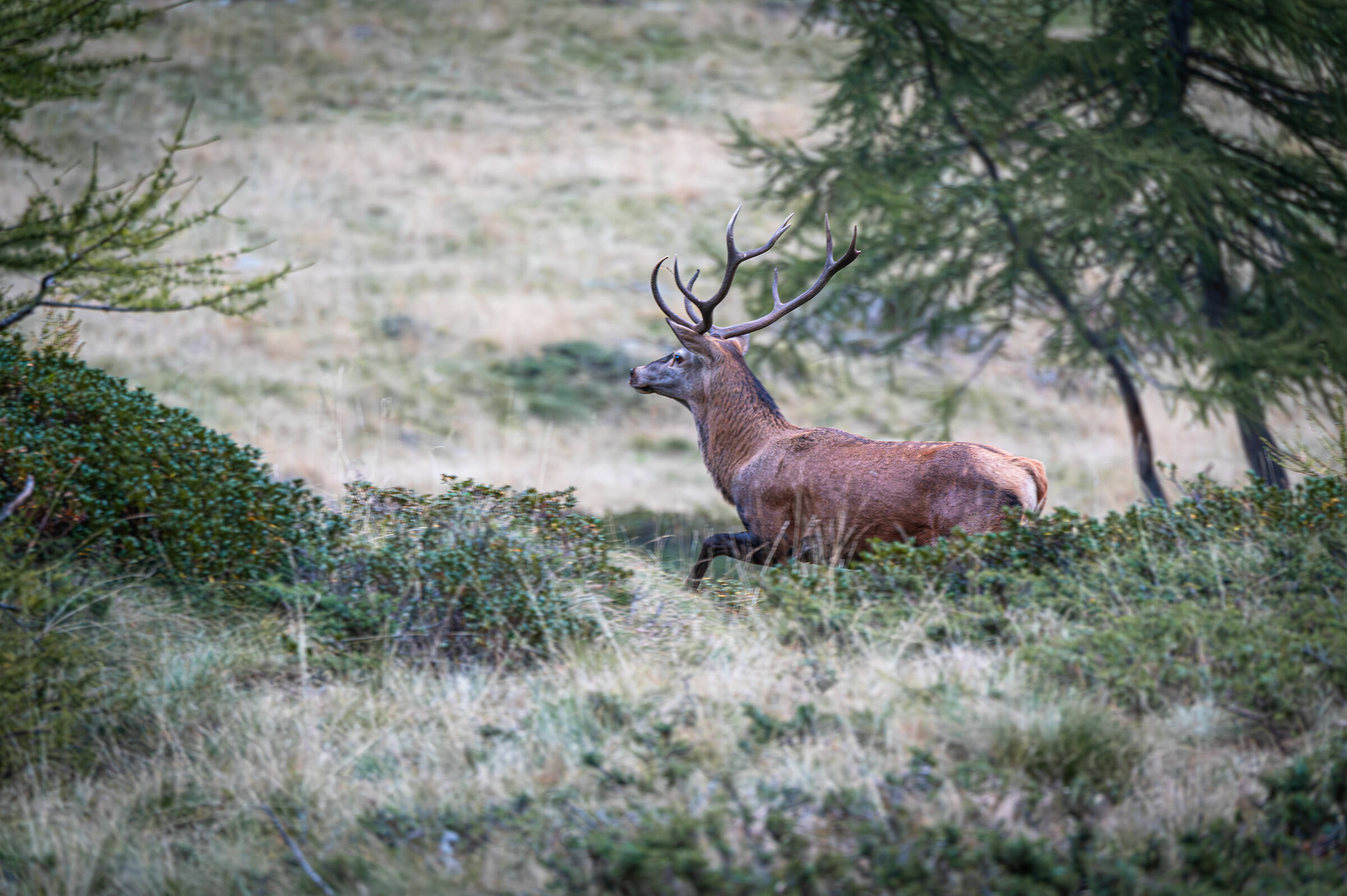 Deer roaring ...