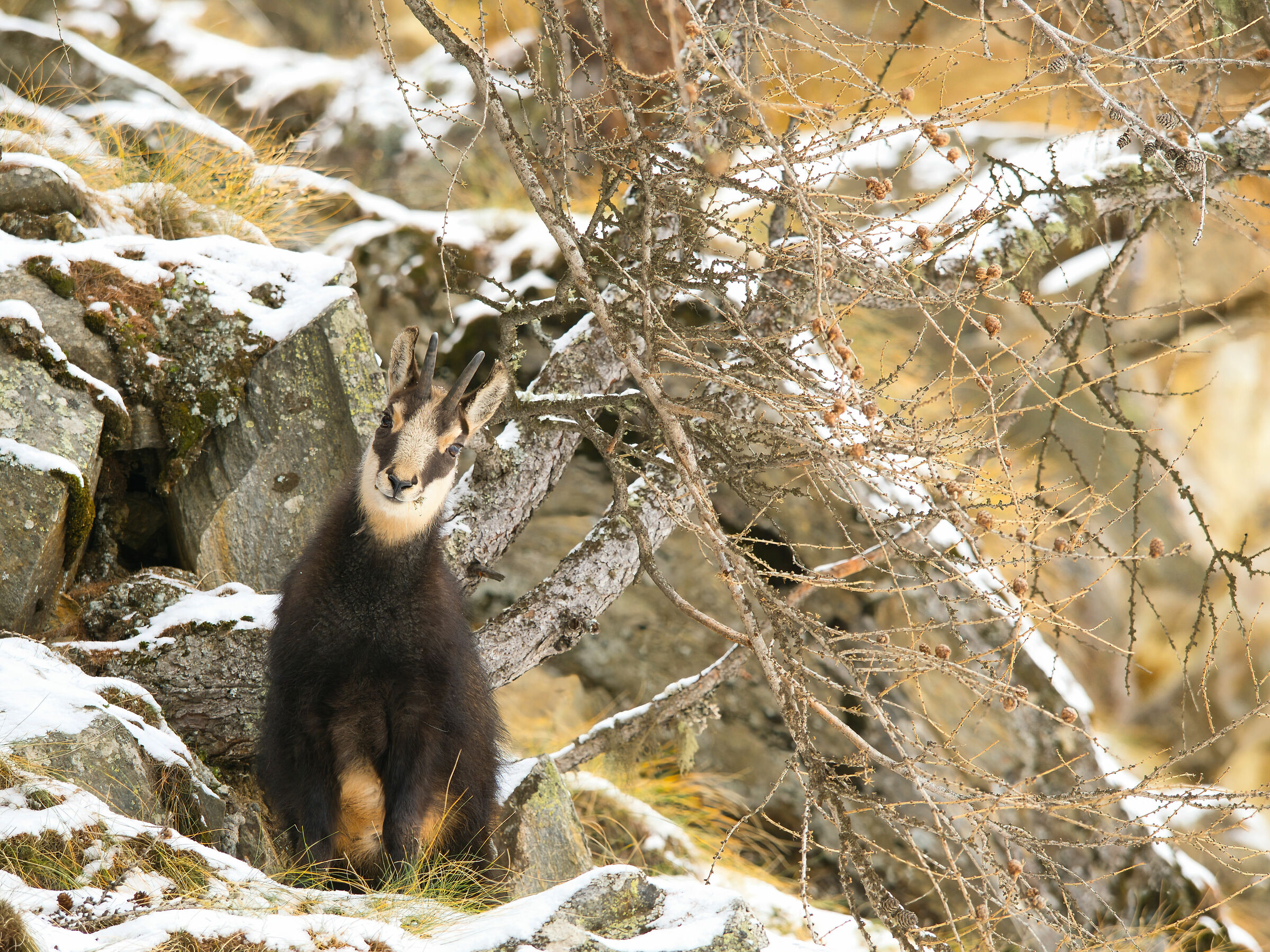 Chamois in Cogne...