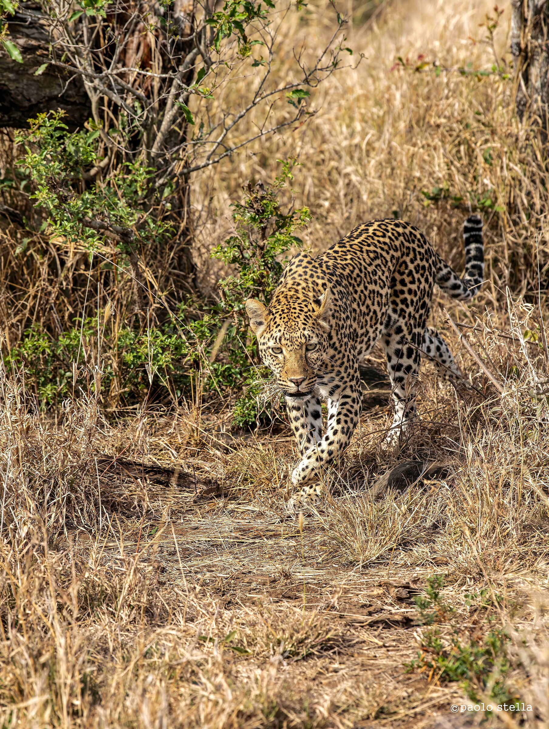 The leopard on the hunt...