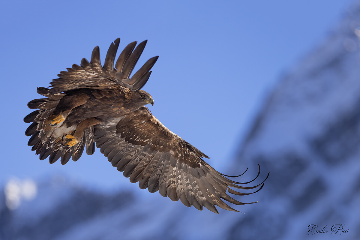 Golden Eagle Italian Alps...