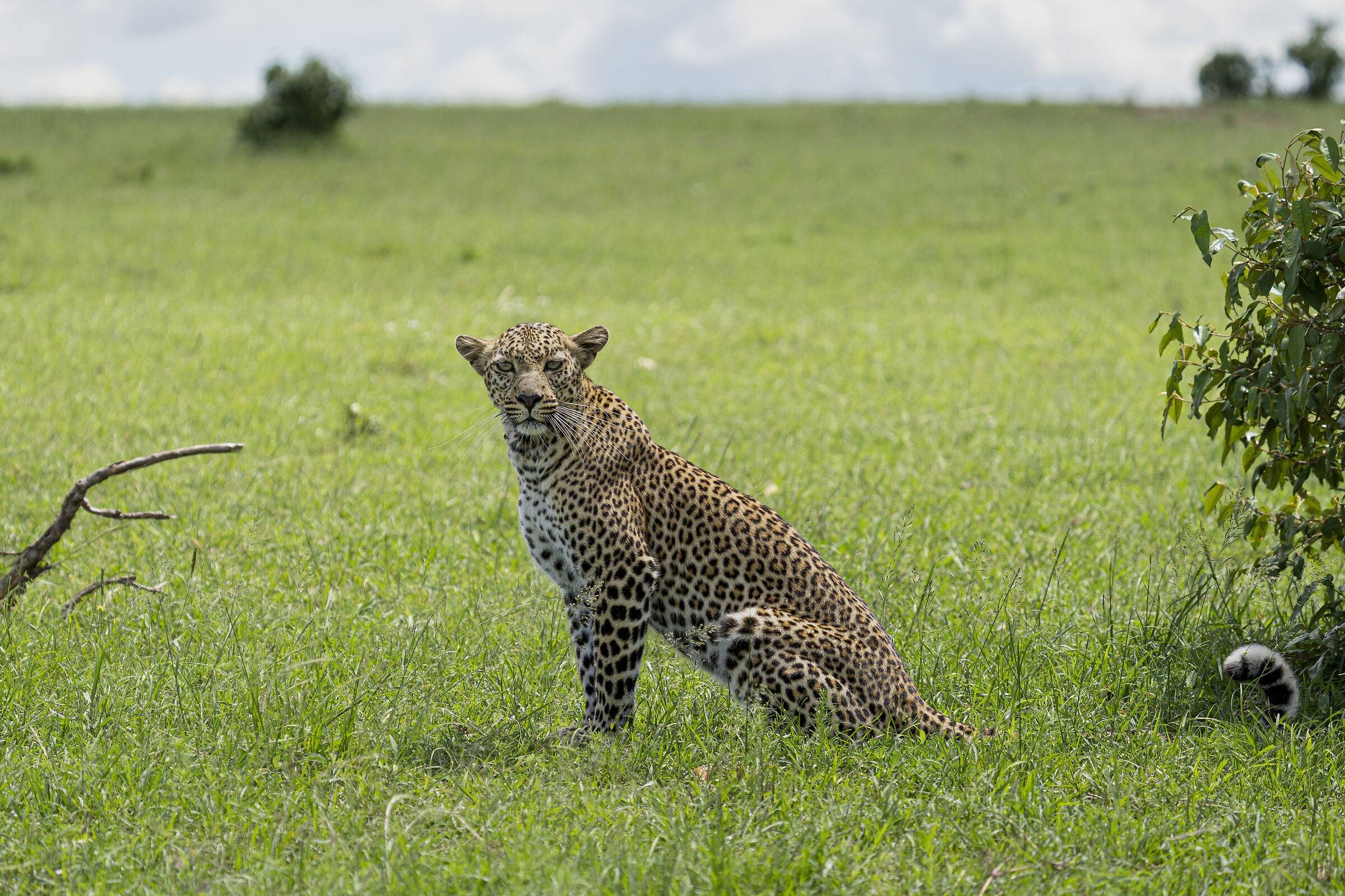 Prince of the Masai Mara...