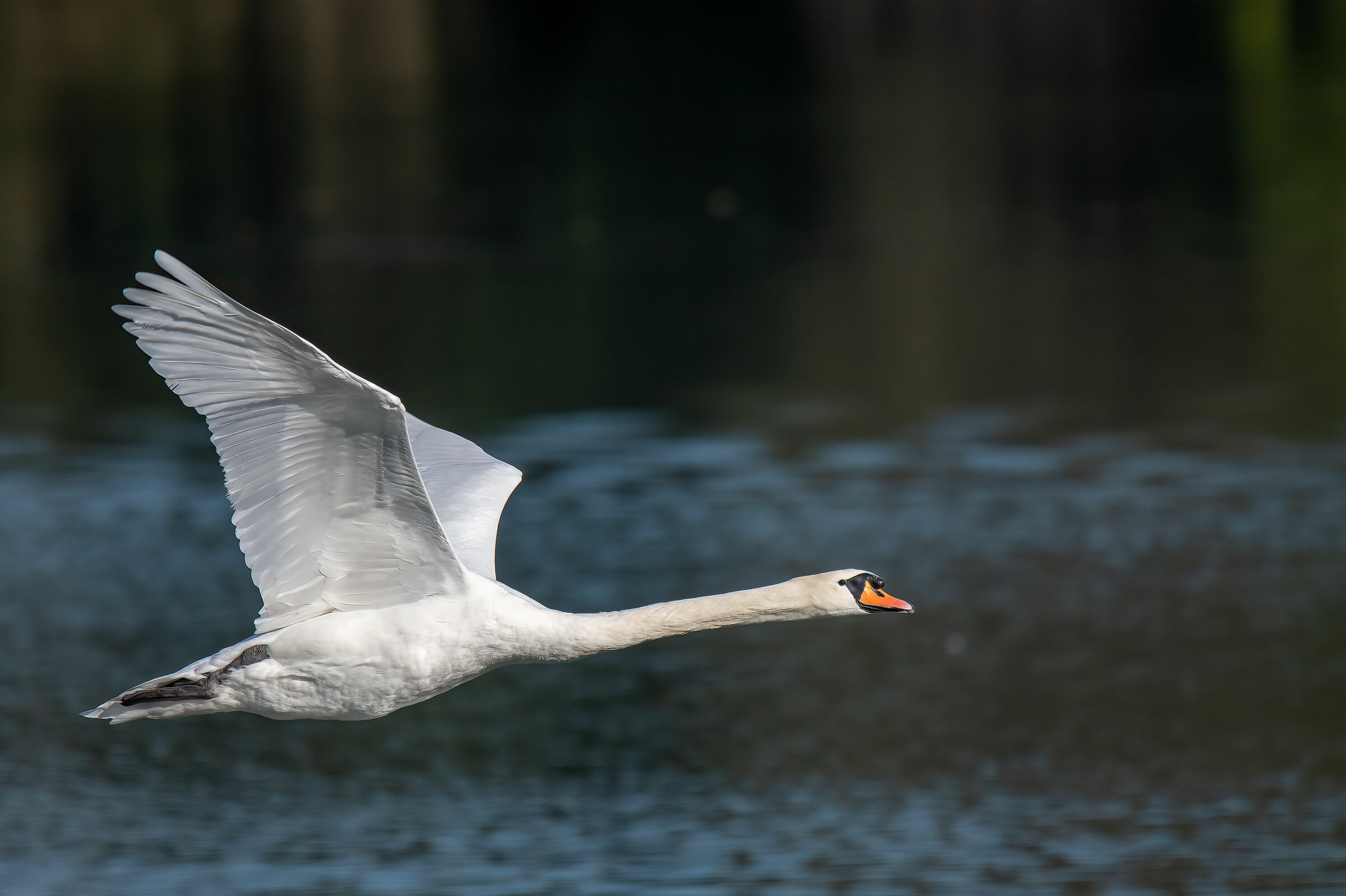 Royal Swan in flight...