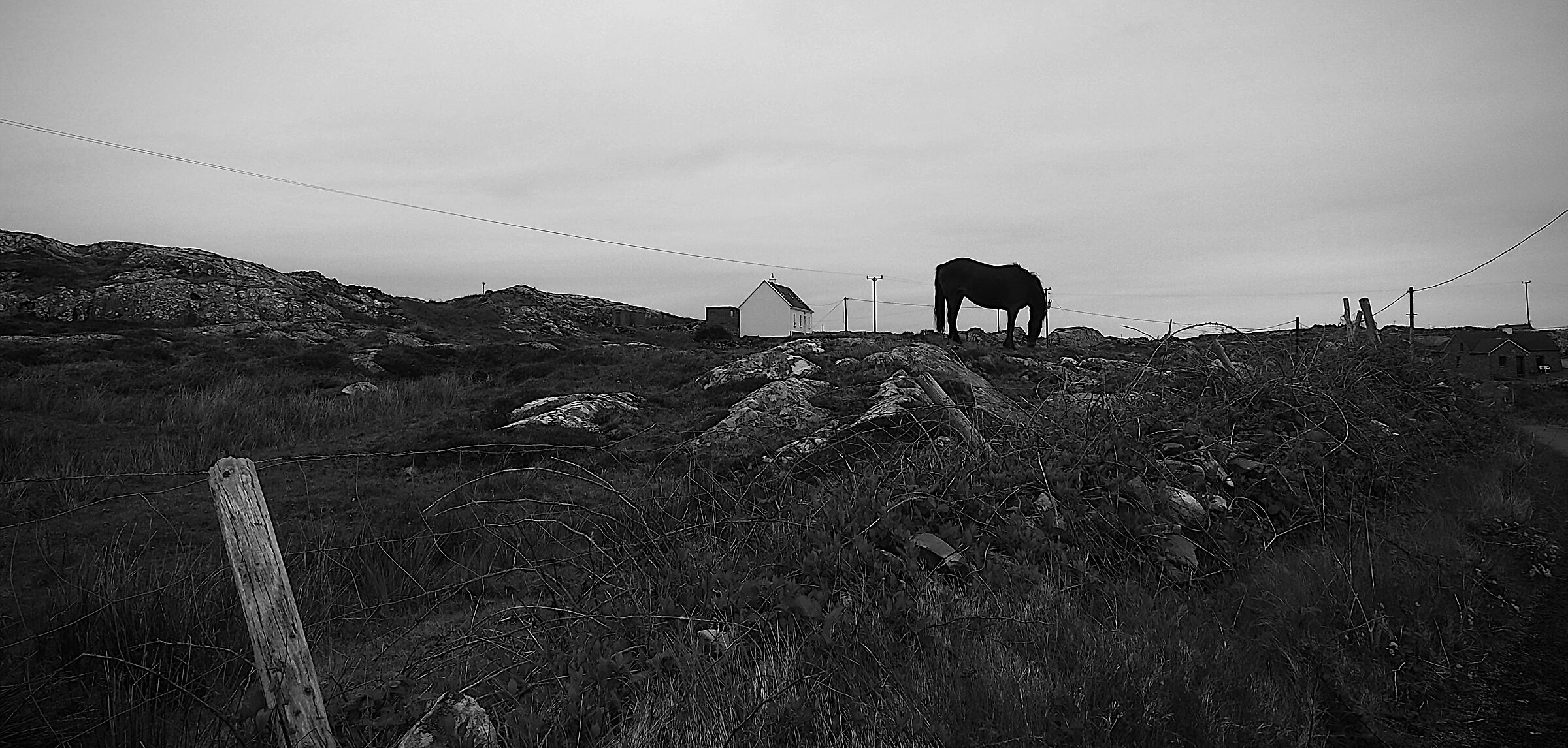 Horse silhouette...