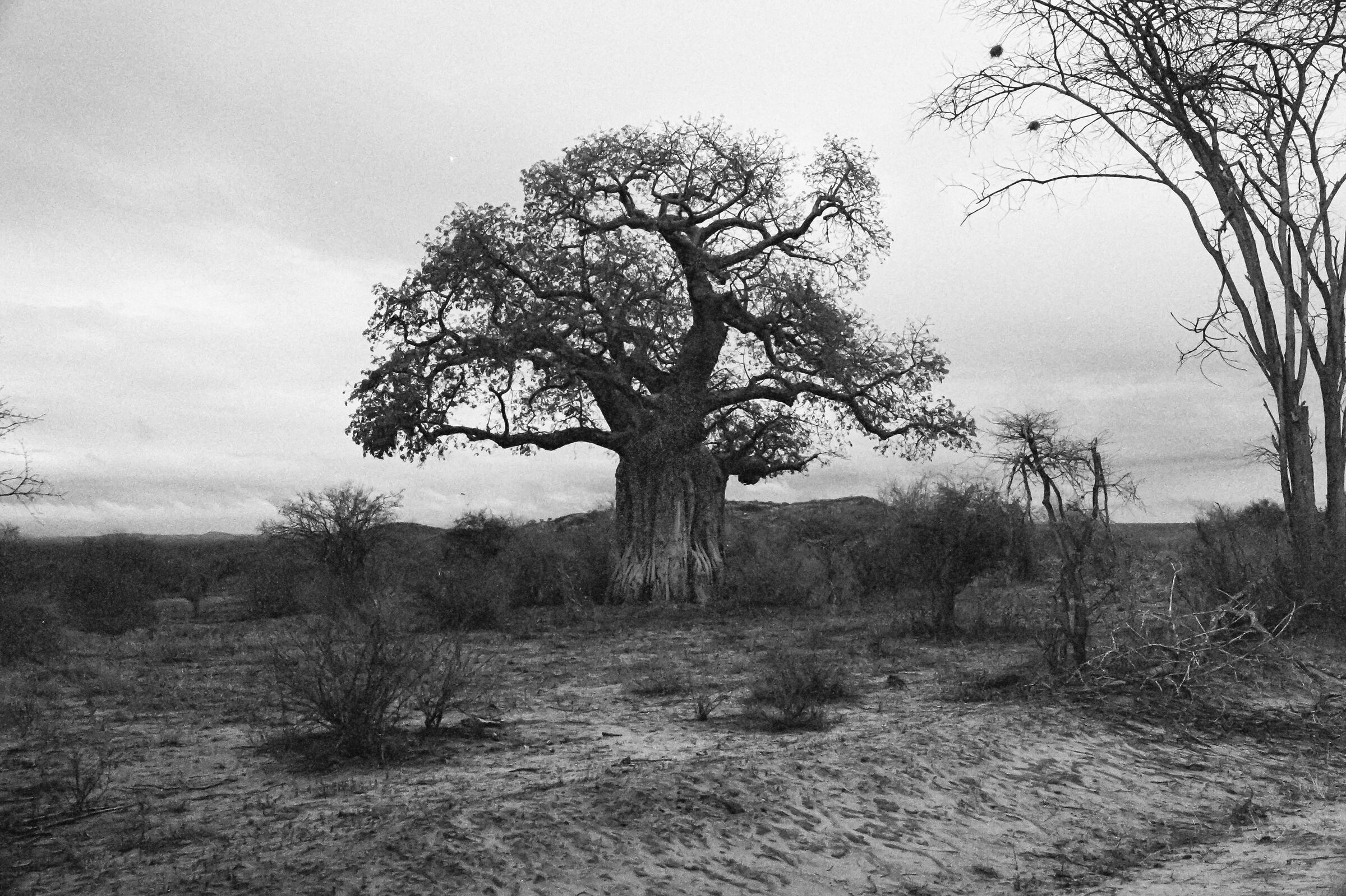 Baobab trees in Tsavo East...
