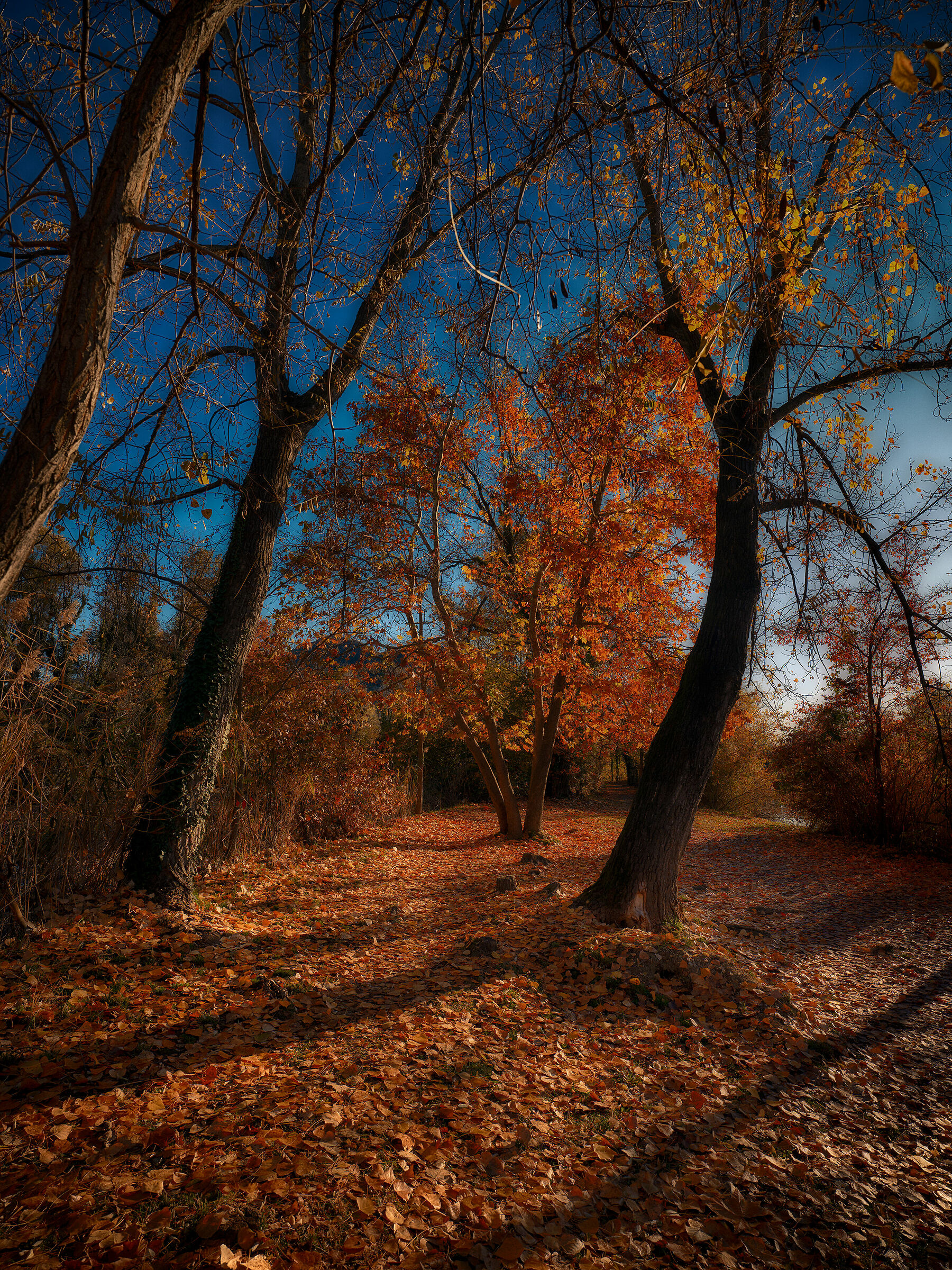 Mid-Autumn Trail...