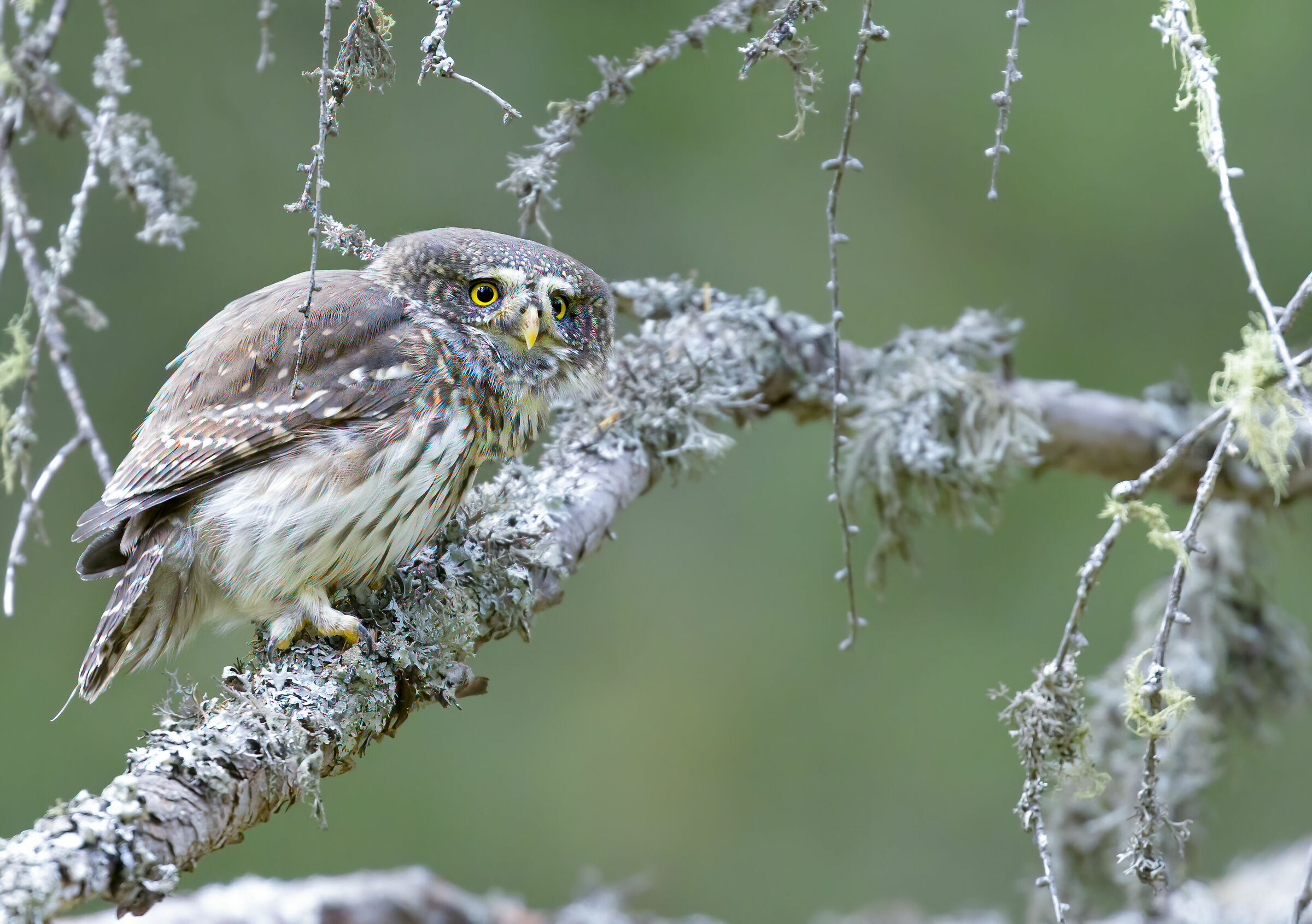 Trentino Dwarf Owl...
