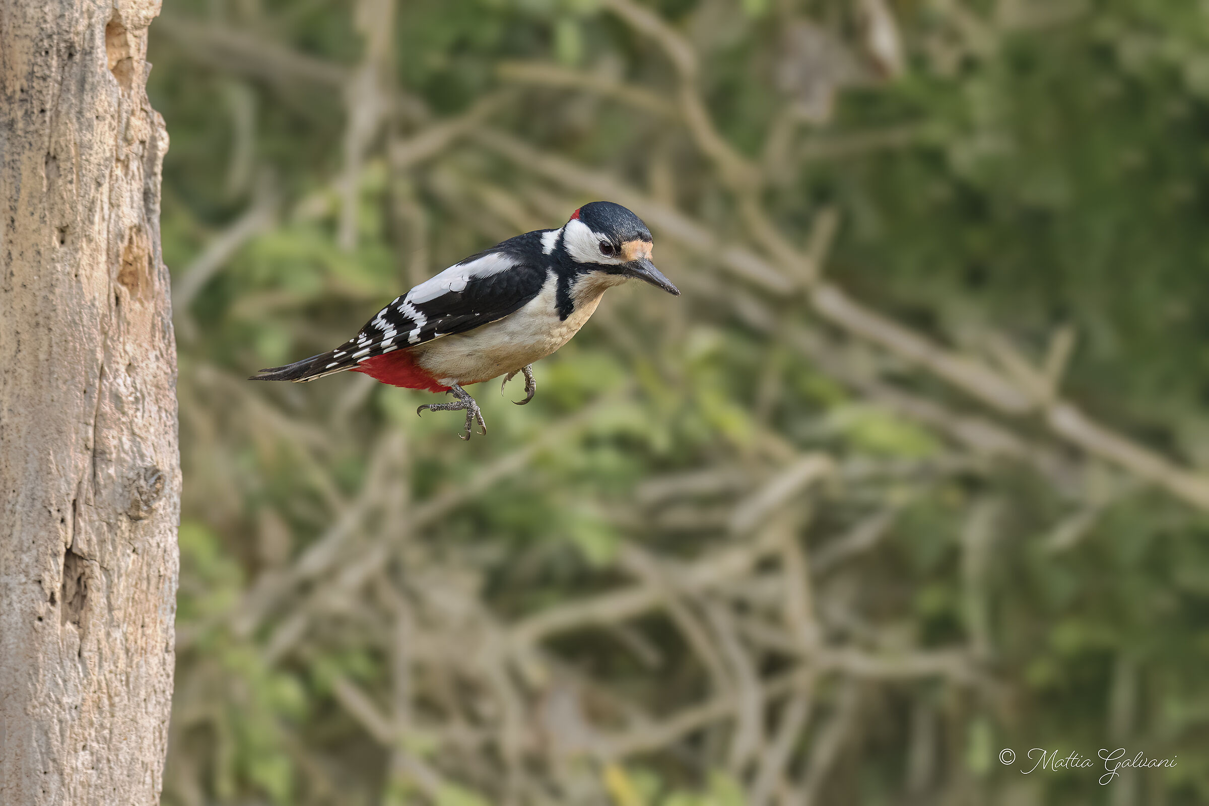 Jump (Great Spotted ? Woodpecker)...