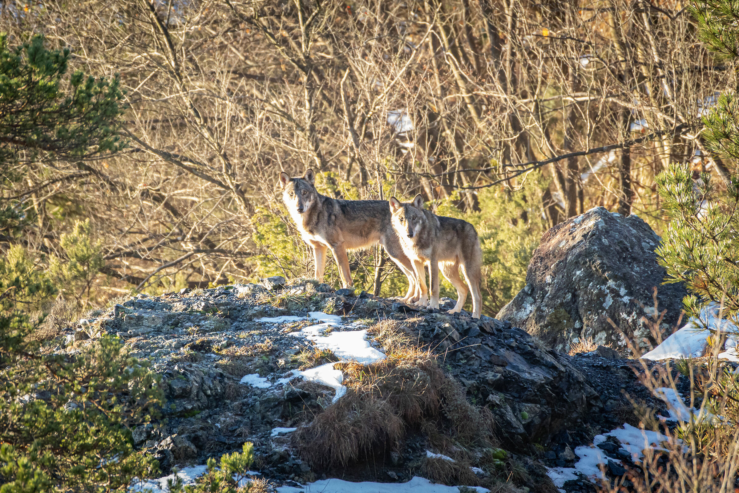 Lupi in natura, Liguria...