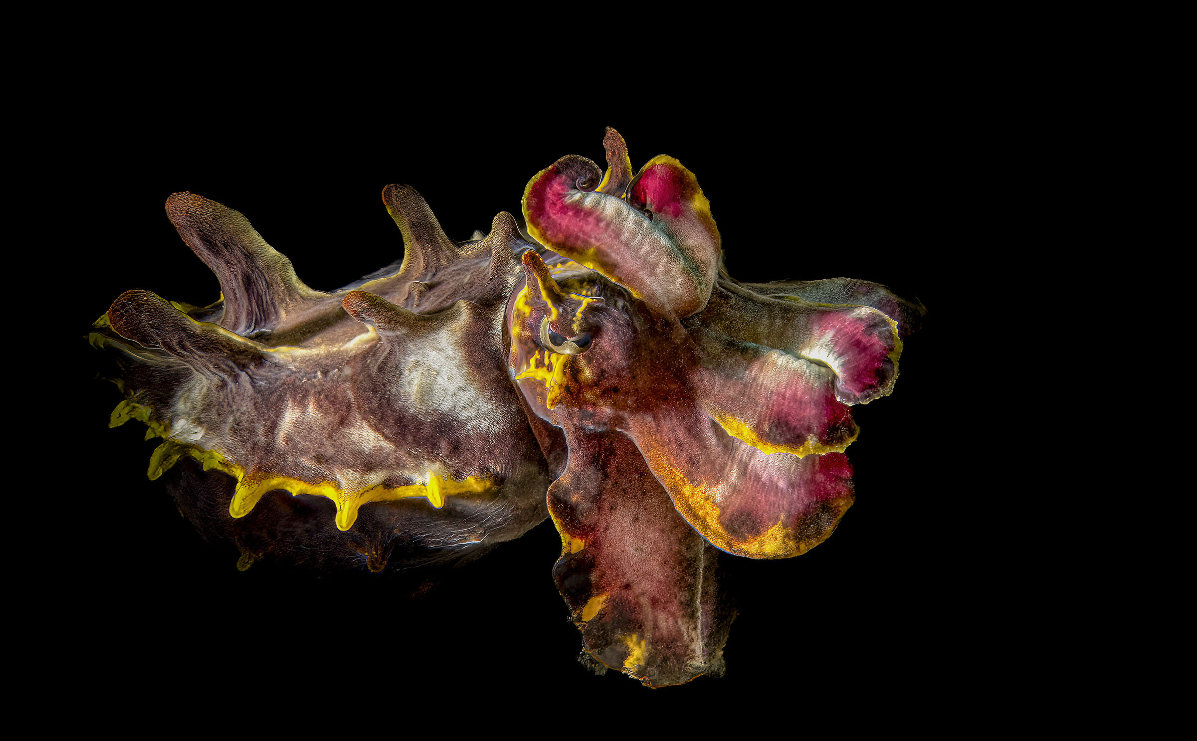Flamboyant Cuttlefish (Metasepia pfefferi)...