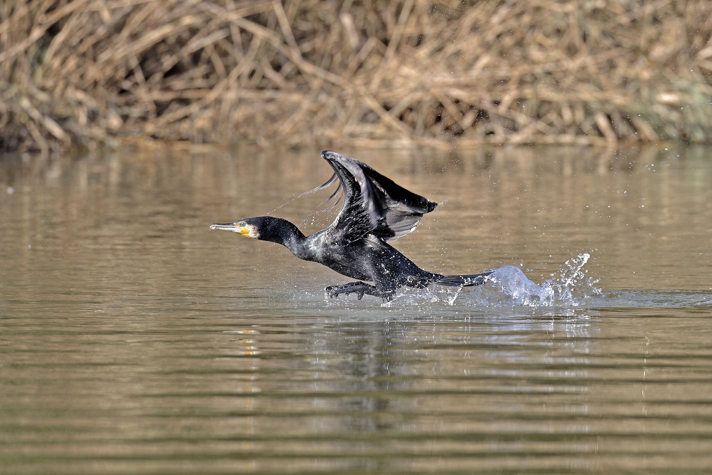 The leap. (cormorant)...
