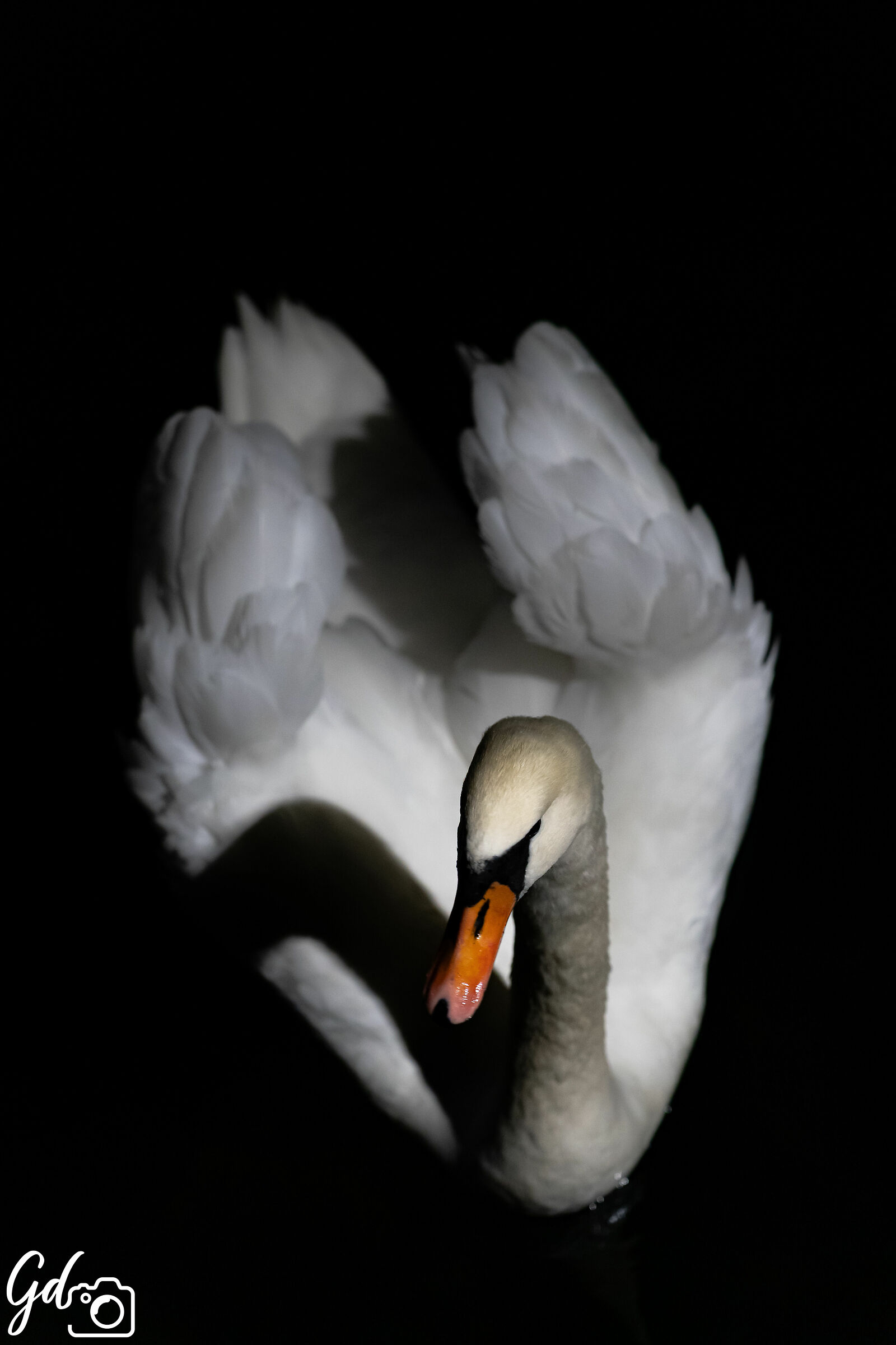 Swan on Lake Como...