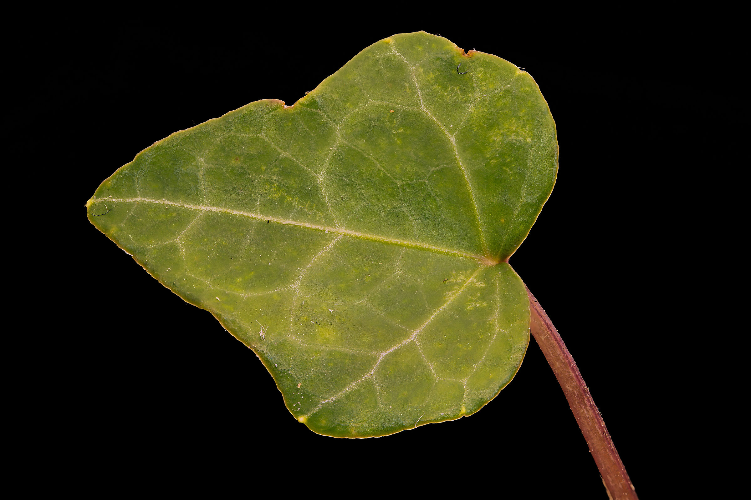 Ivy leaf...