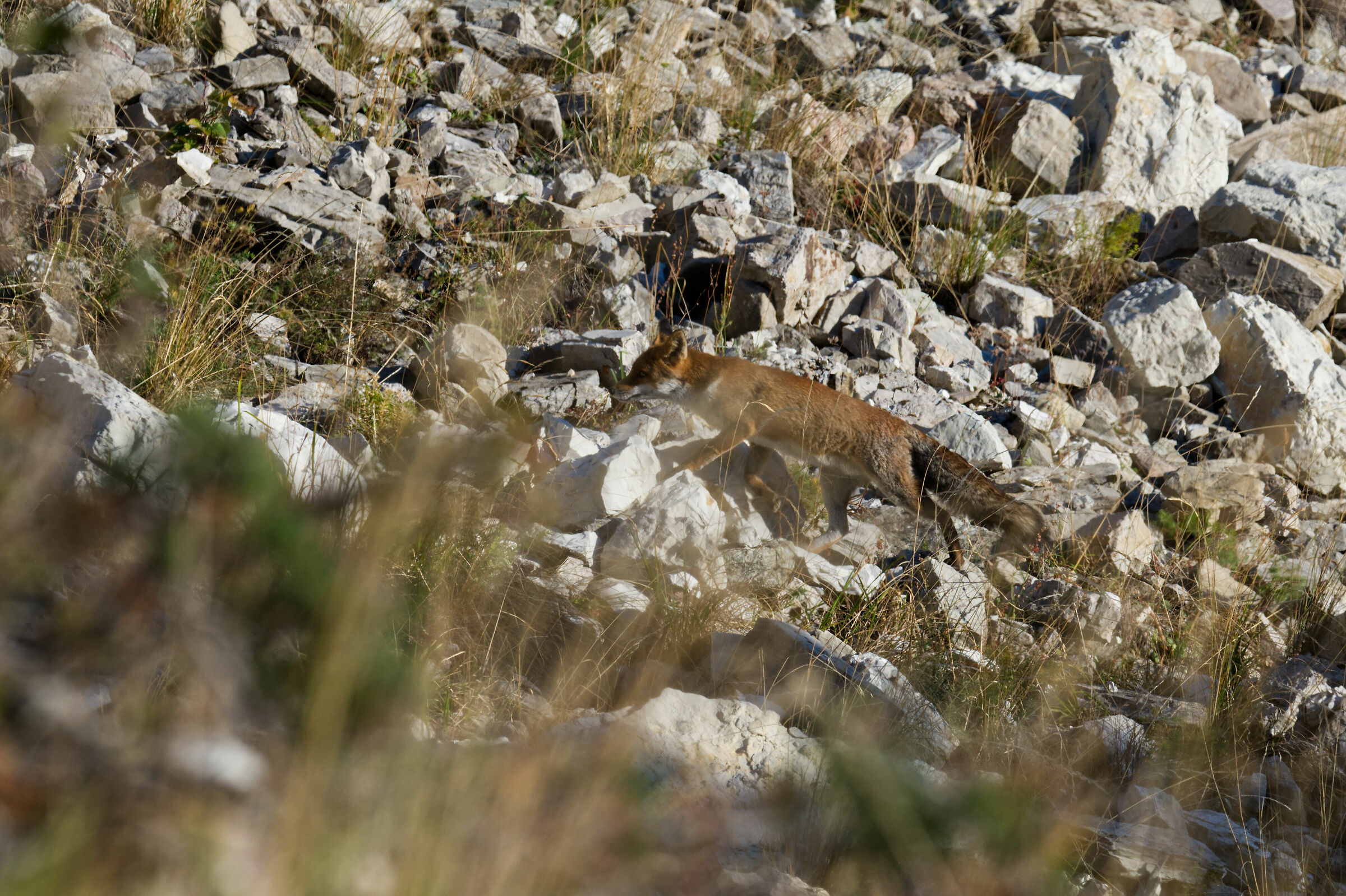 Fox on the Sibillini Mountains...