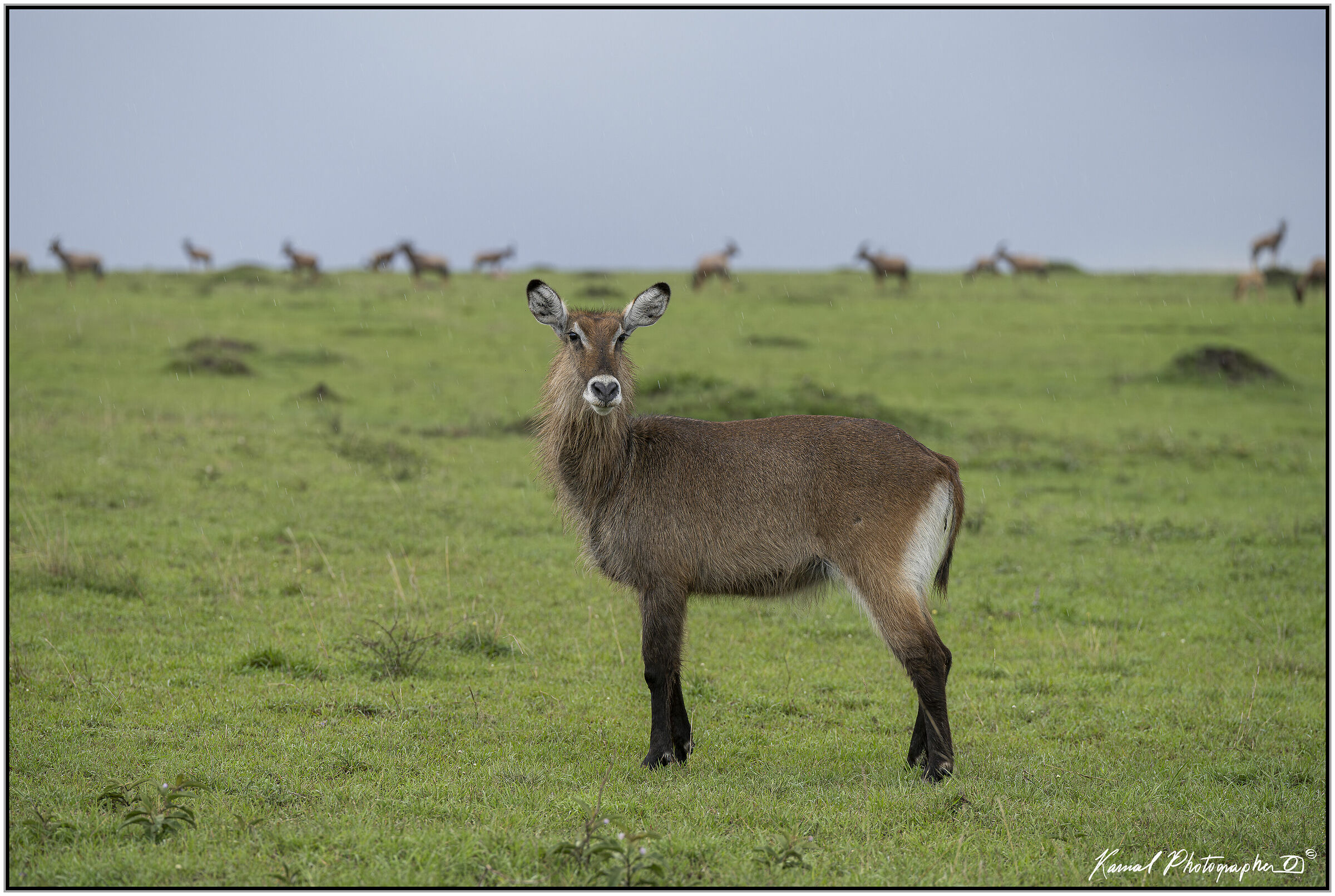 Antilope d'Acqua (Kobus ellipsiprymnus)...
