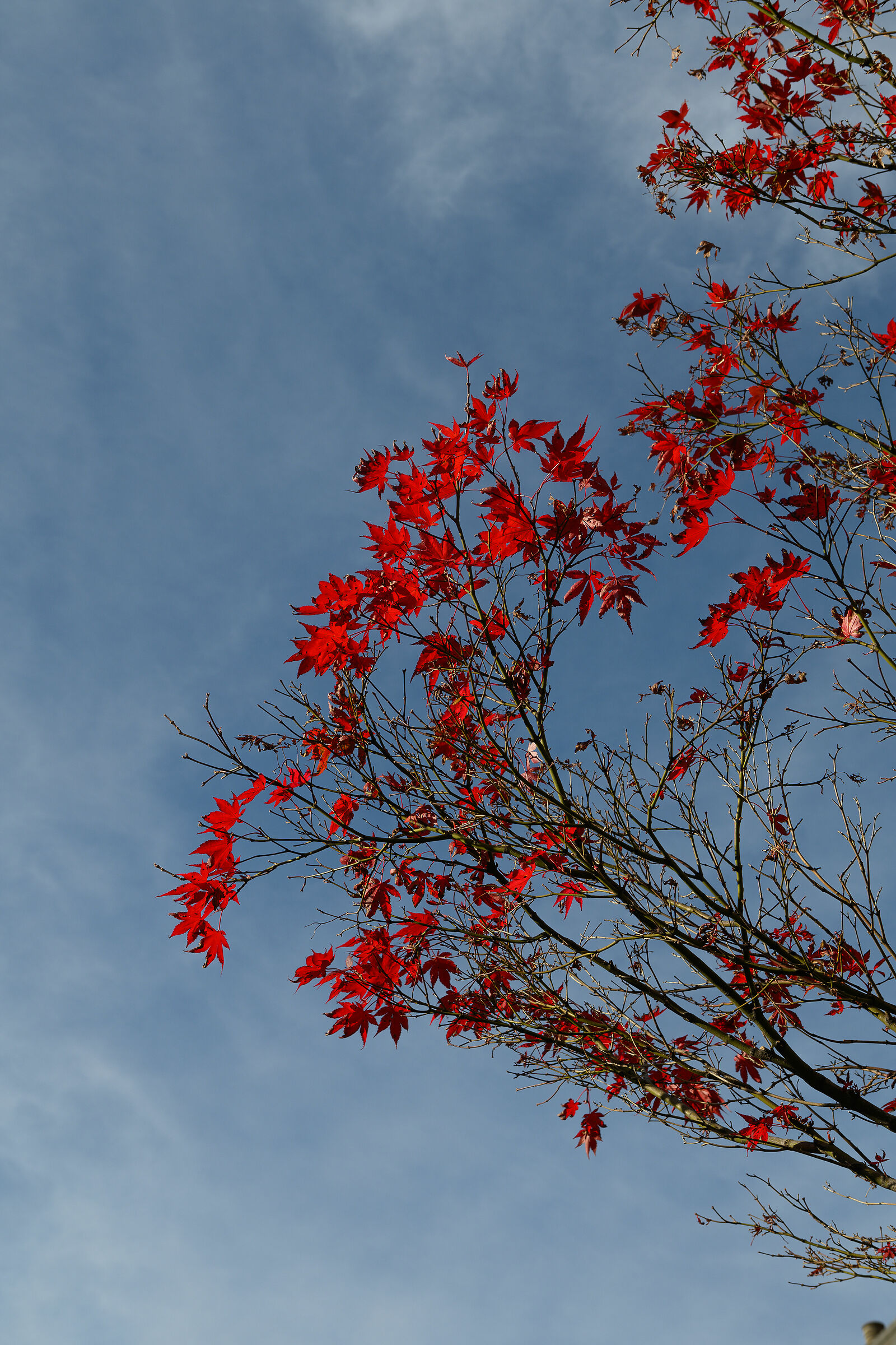 The fire leaves of the maple...