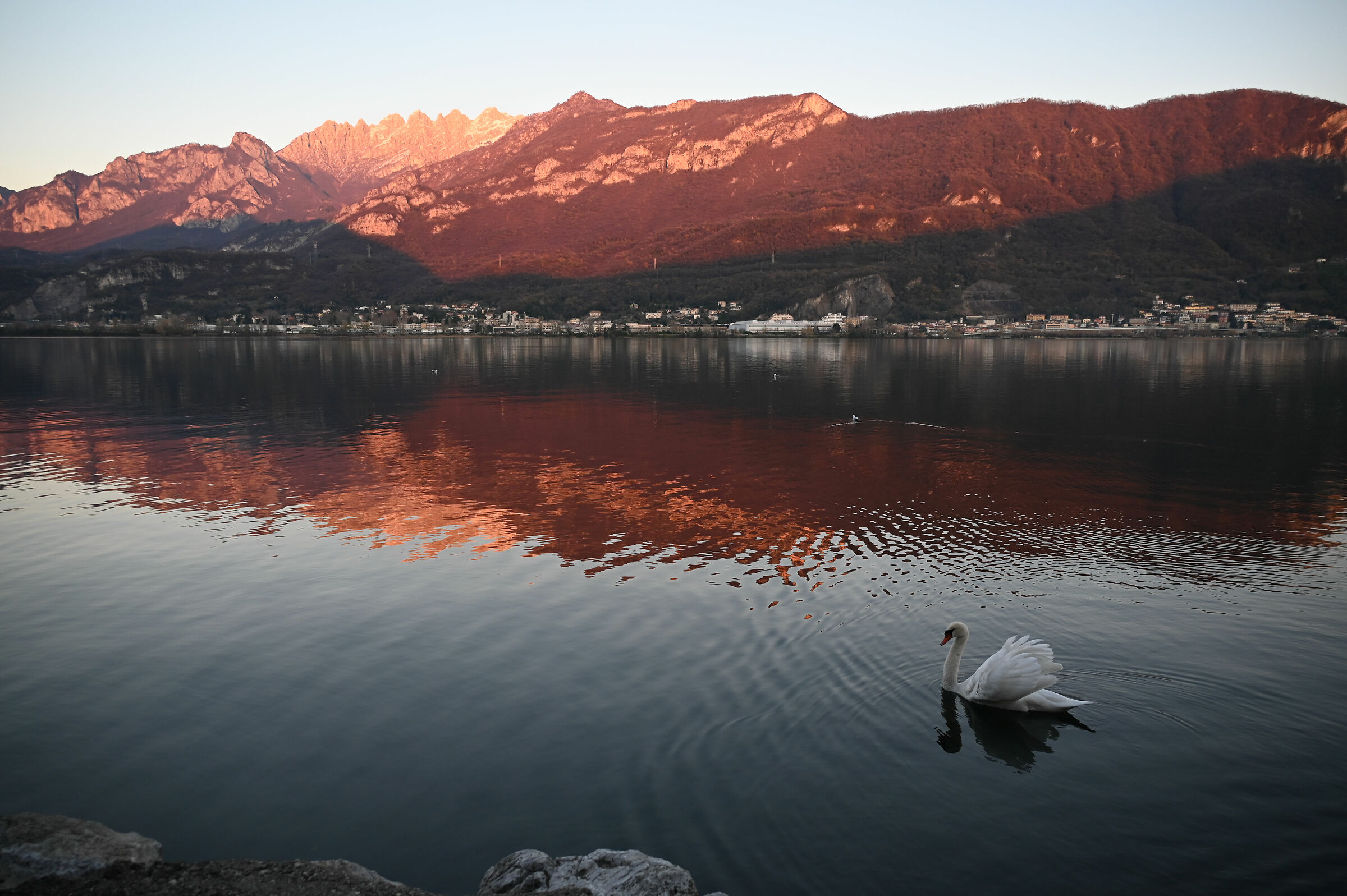 Lake Garlate, sunset with swan ...