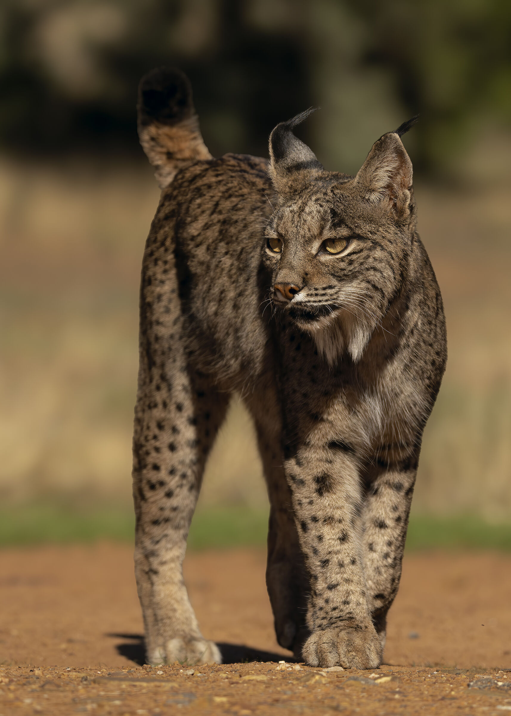Iberian Lynx...