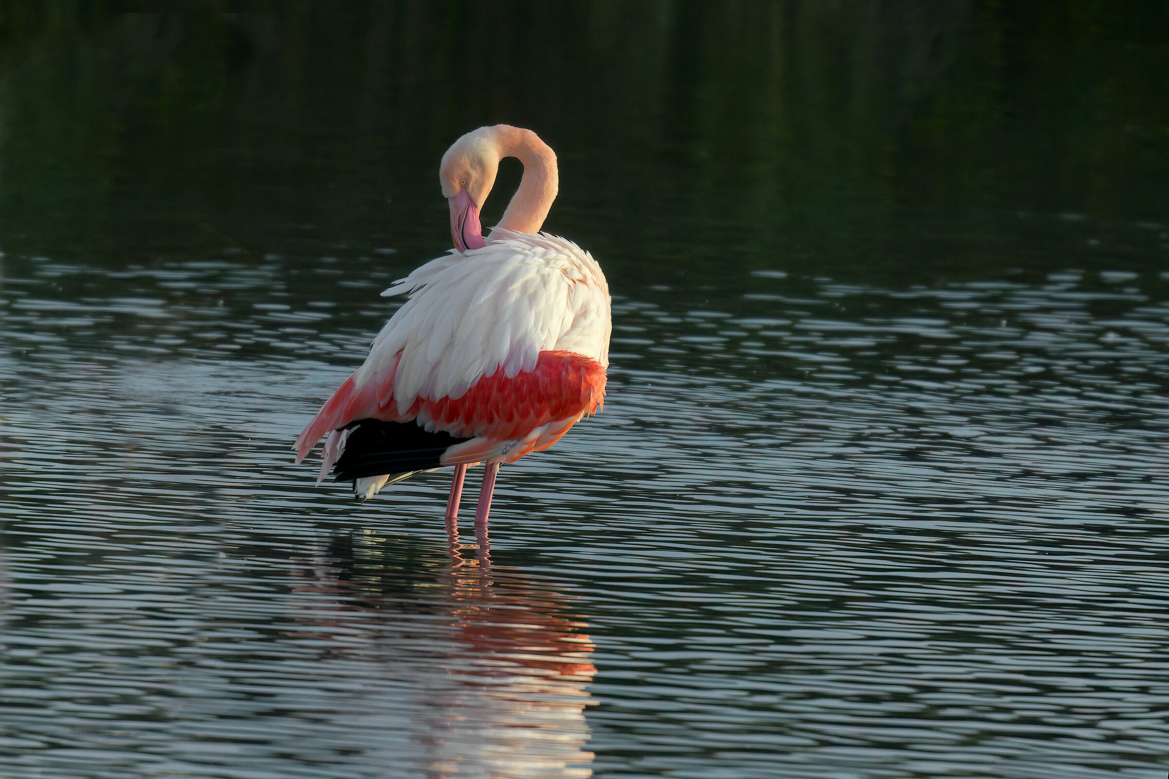 Super Flamingo...