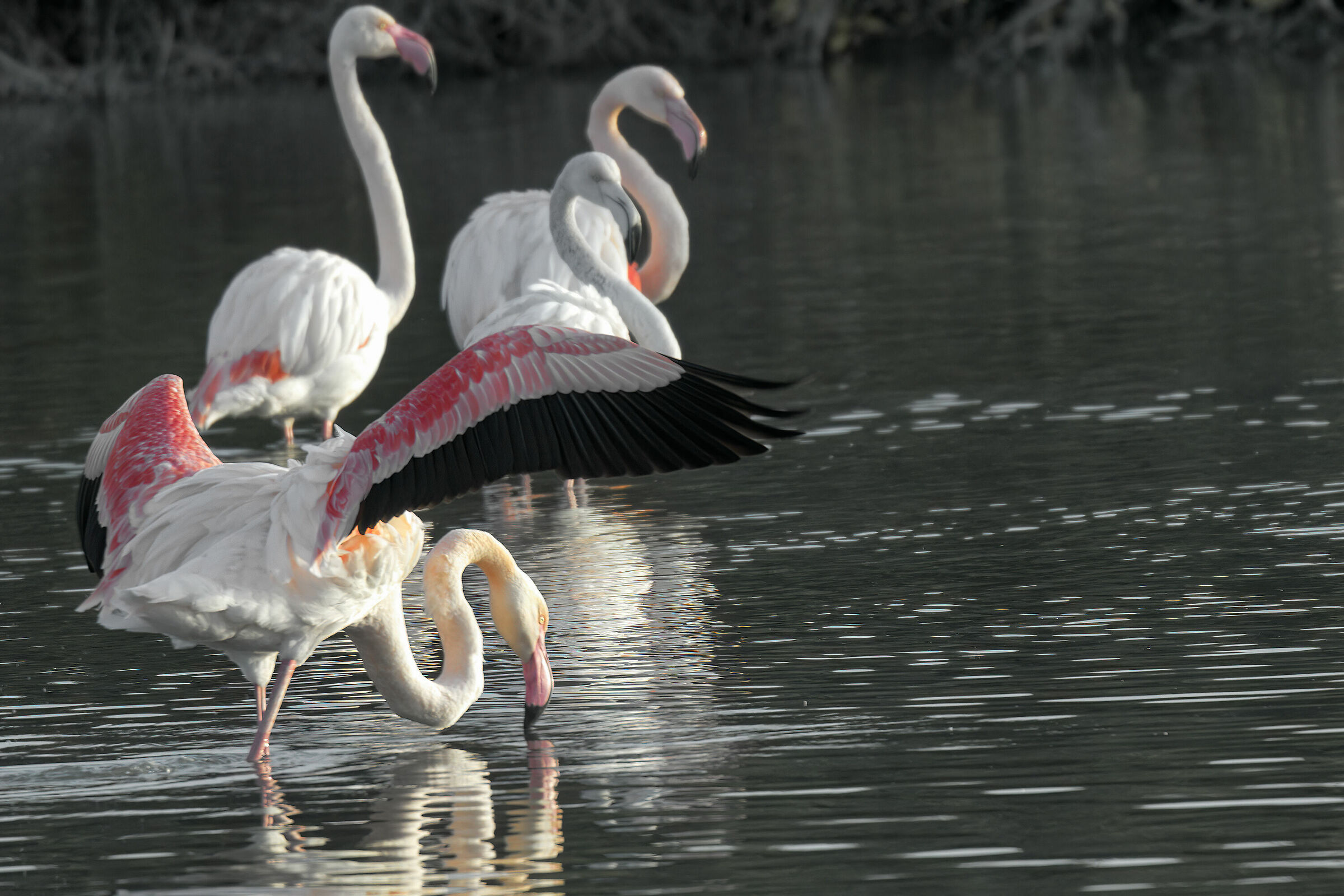 Flamingos s...