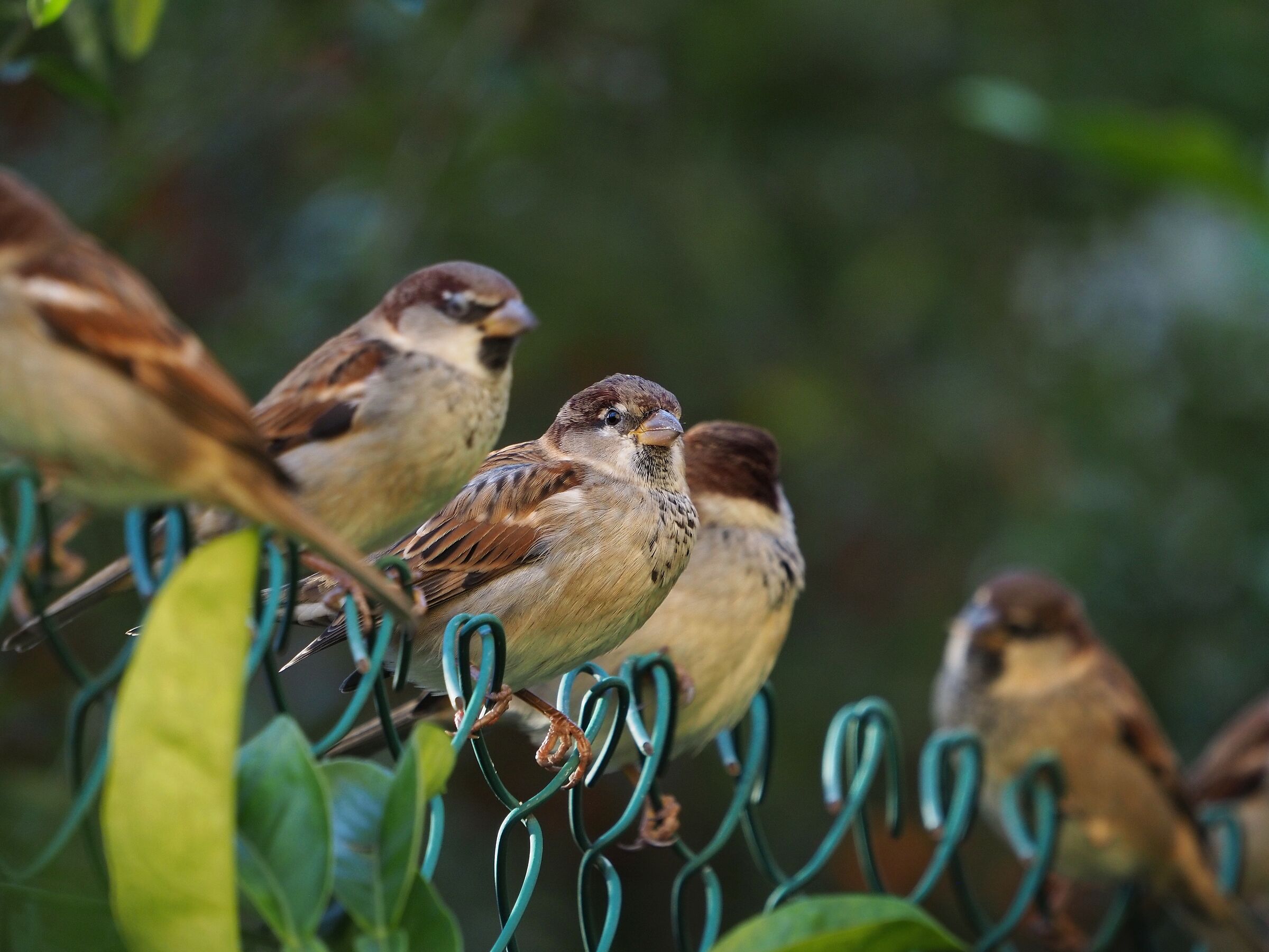 Sparrows...