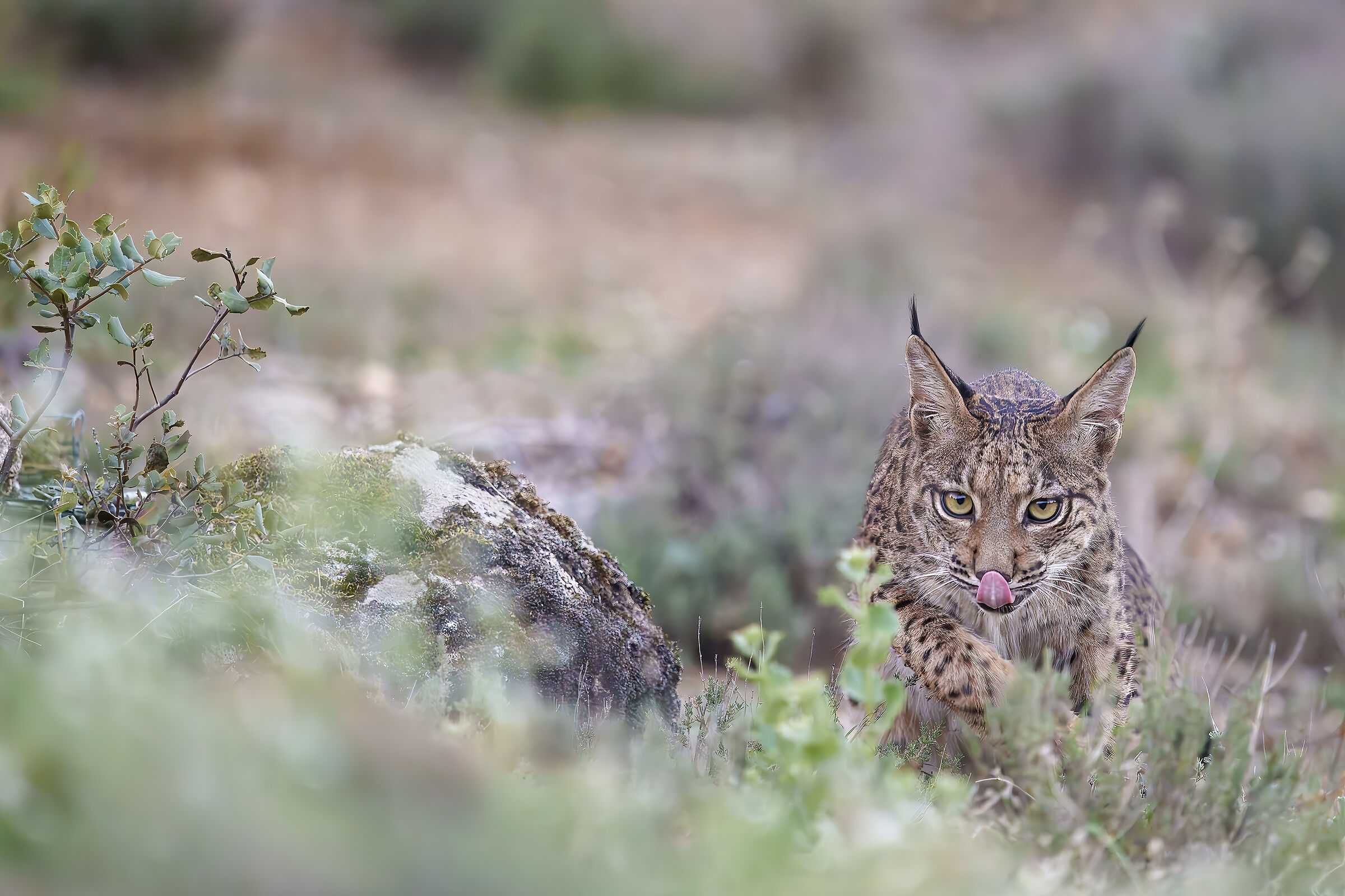Iberian lynx cub...
