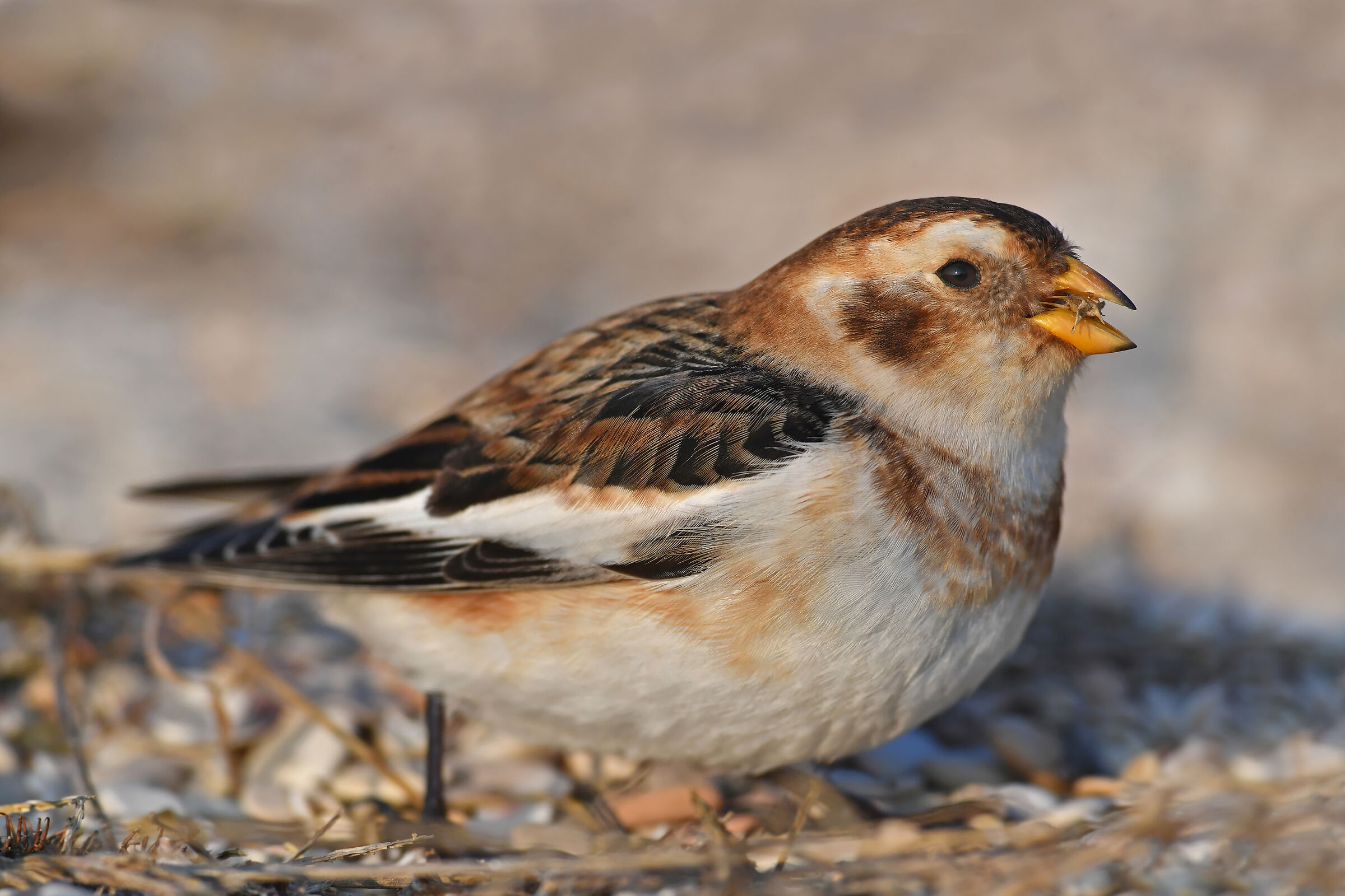 Feather Stories 8 ( Snow Bunting )...