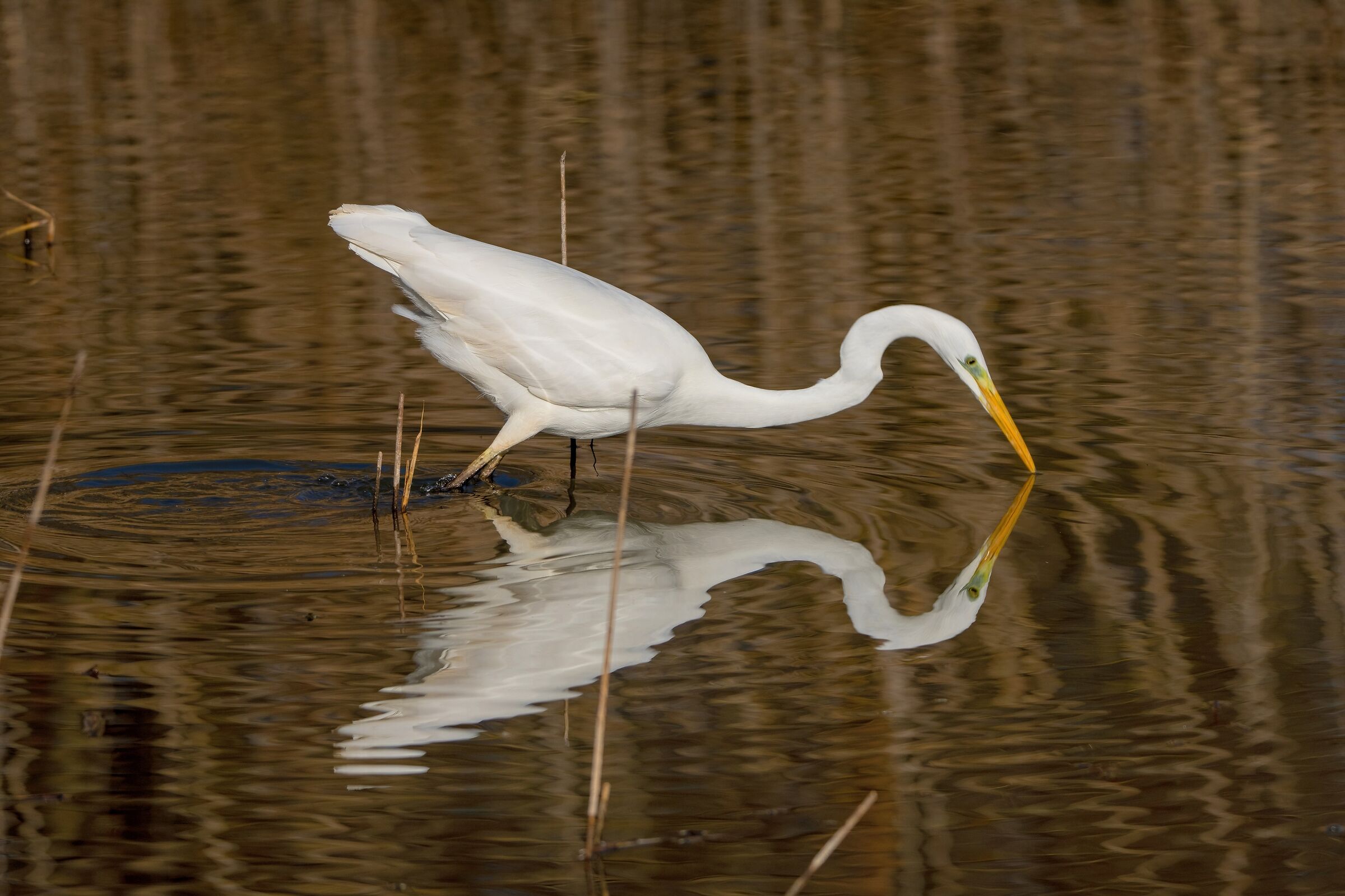 Great White Heron in the Mirror...