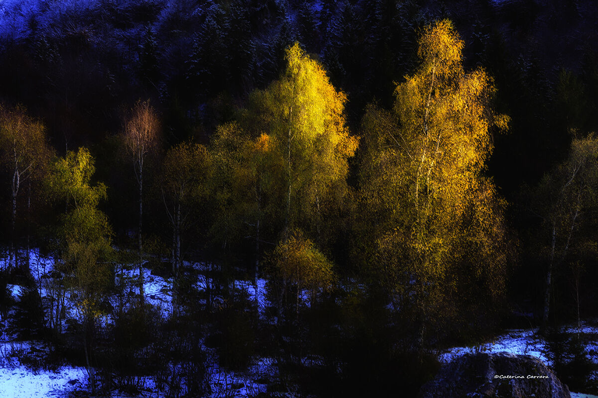 Illuminated birches...