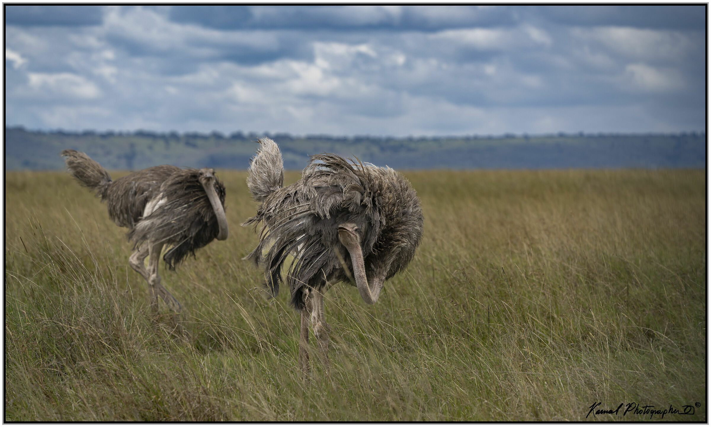 (South African ostrich) (Struthio camelus)...