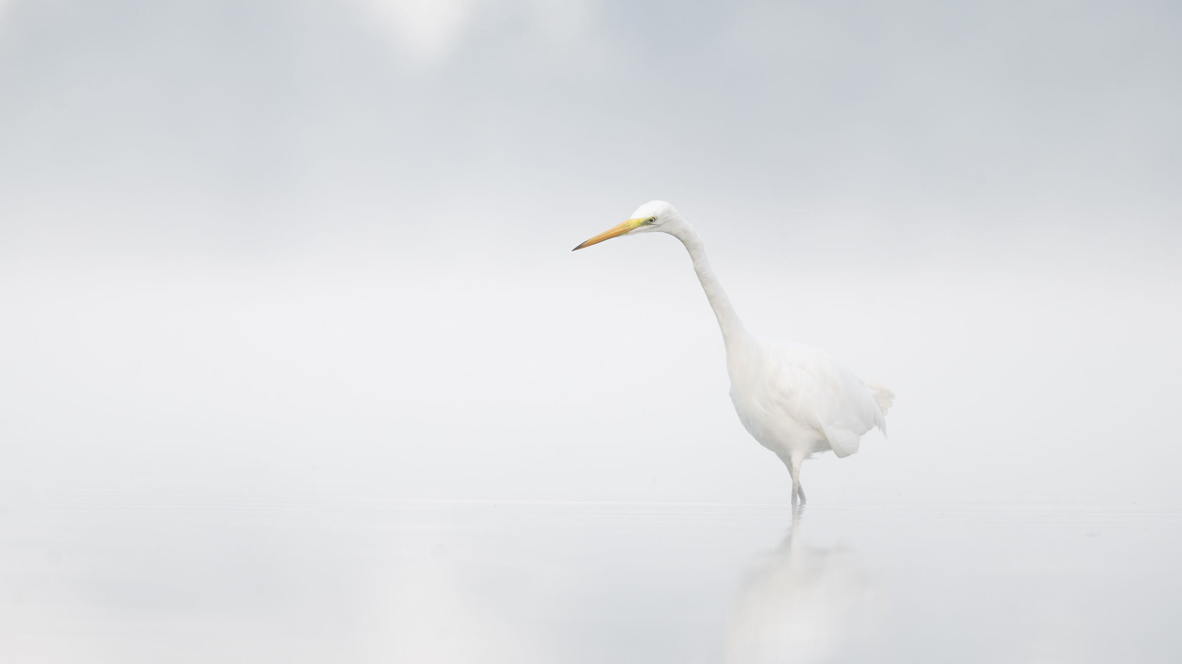 Great egret in the foggy morning...
