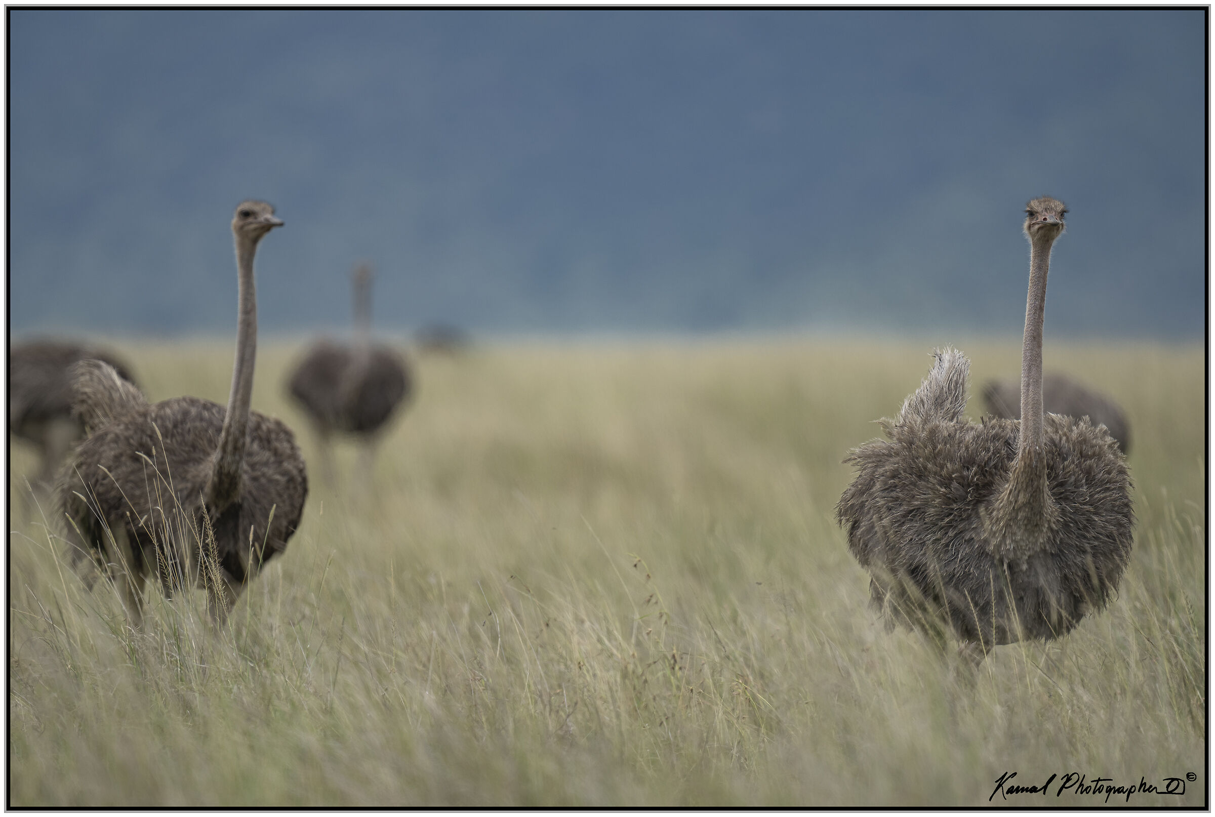 (South African ostrich) (Struthio camelus)...