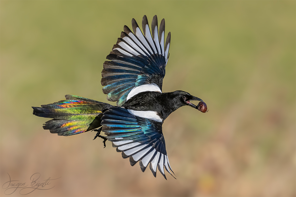 The iridescence of the magpie...