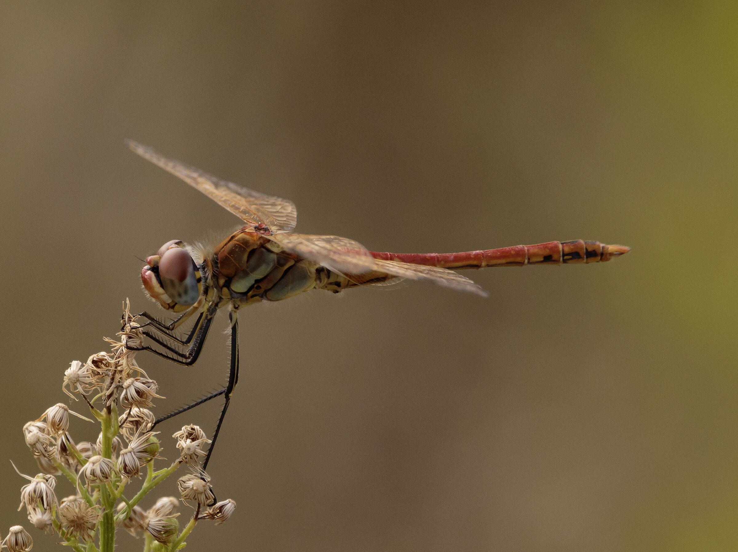 Dragonfly SYMPETRUM FONSCOLOMBII 30/08/2023...