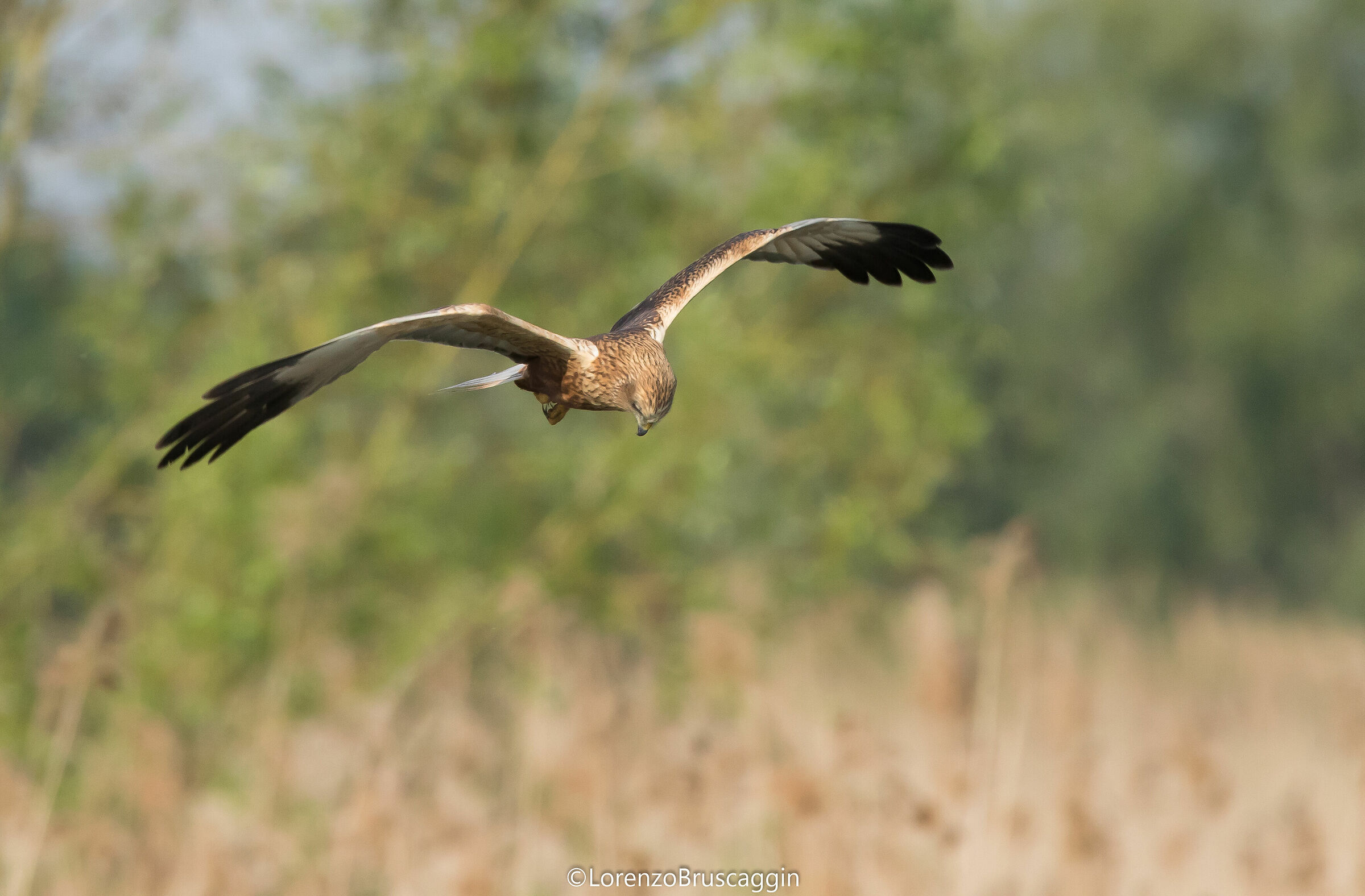 Marsh Harrier...