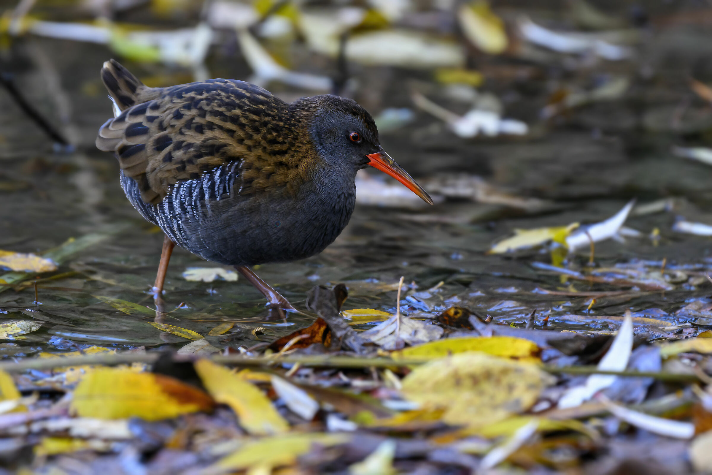Suddenly the water rail...