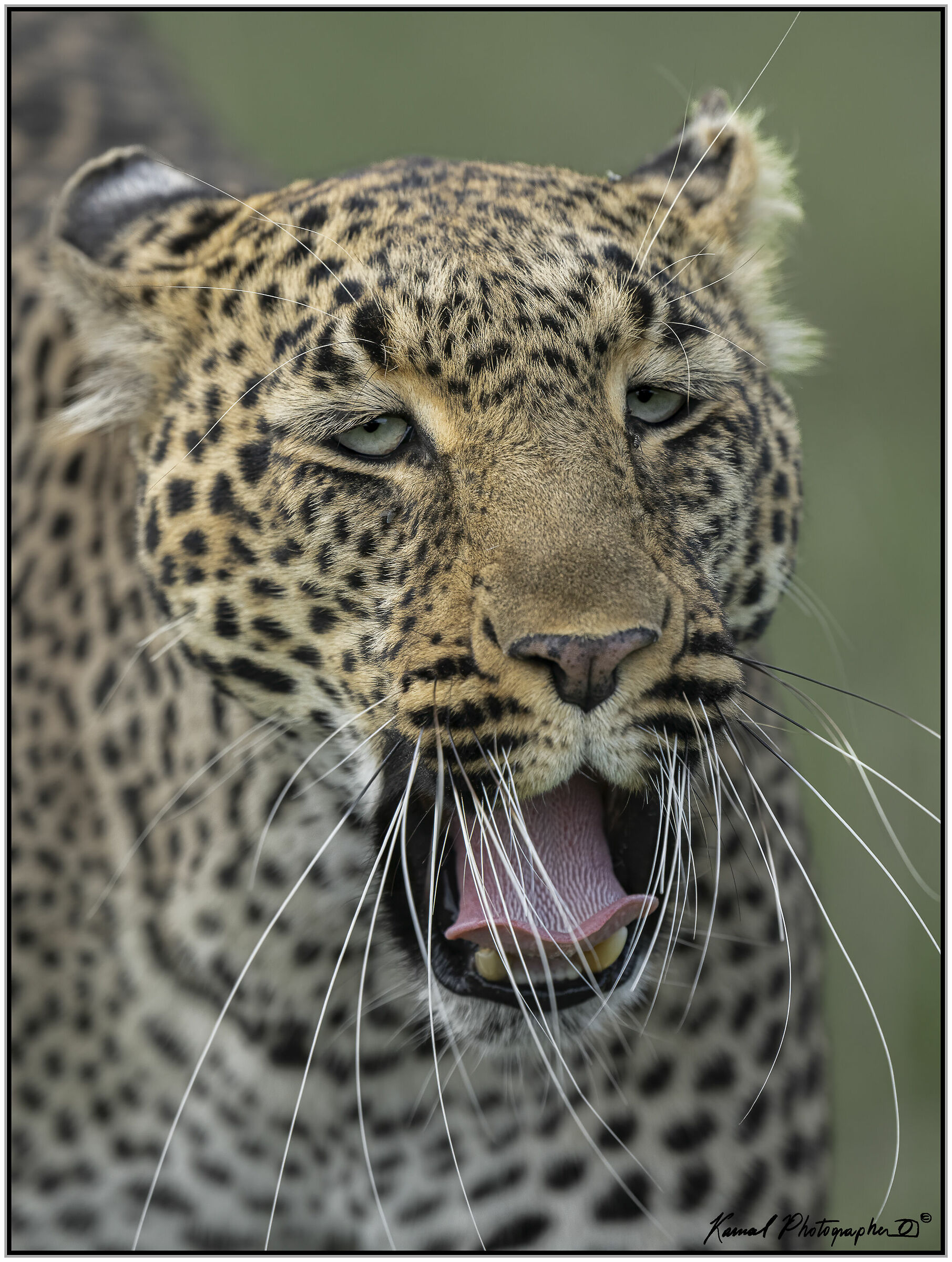 Leopard (Panthera pardus)...