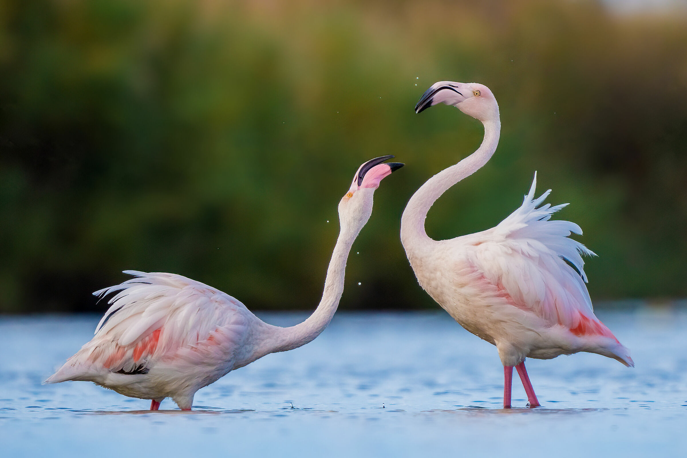 Flamingos (Phoenicopterus roseus)...
