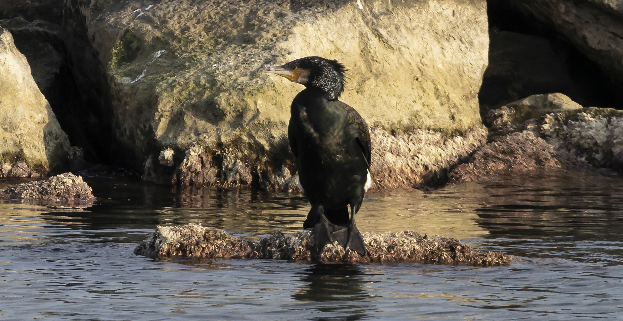 a cormorant at Bari waterfront...