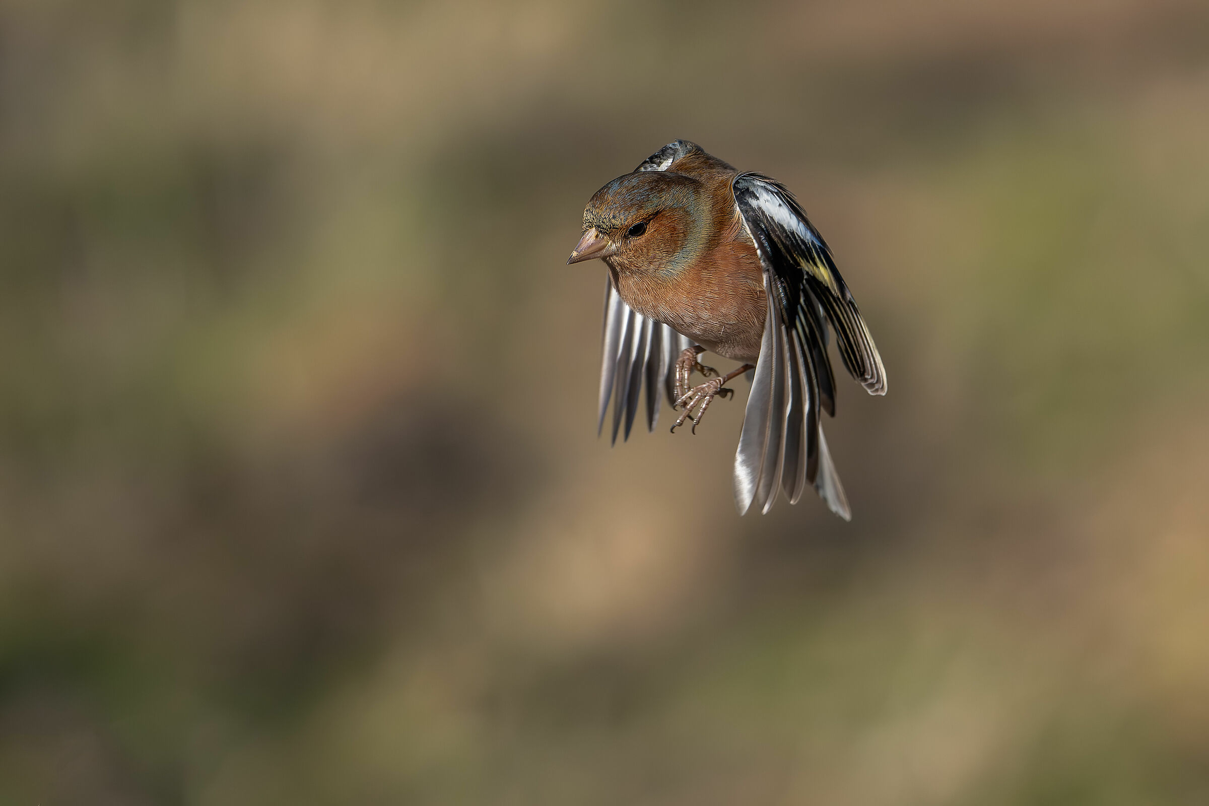 #capannocora Chaffinch...