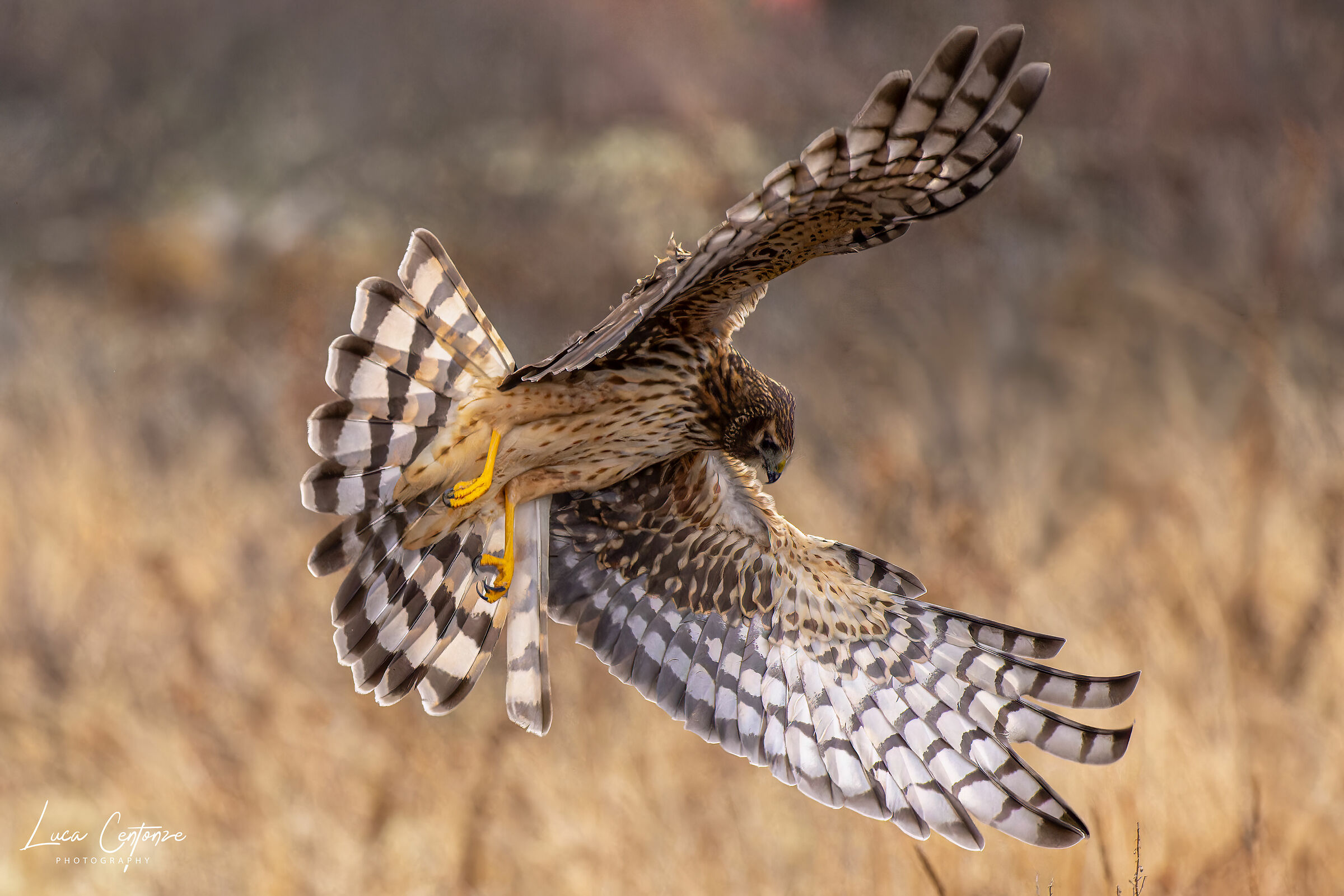 Northern Harrier (Circus hudsonius) on the hunt ...