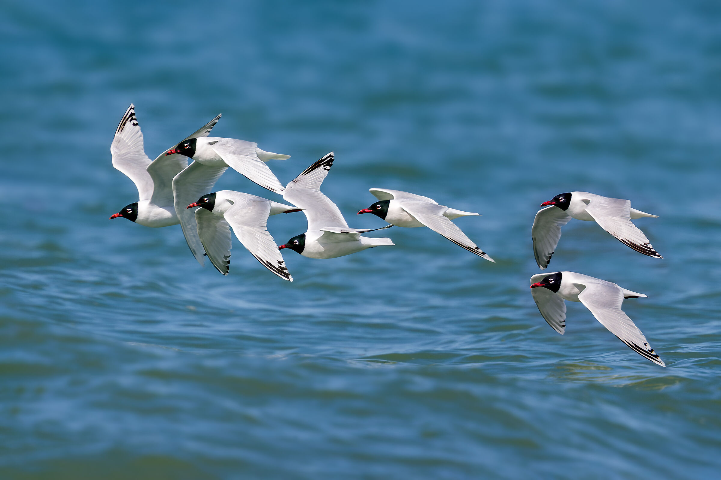 The migration of the Coral Gull...