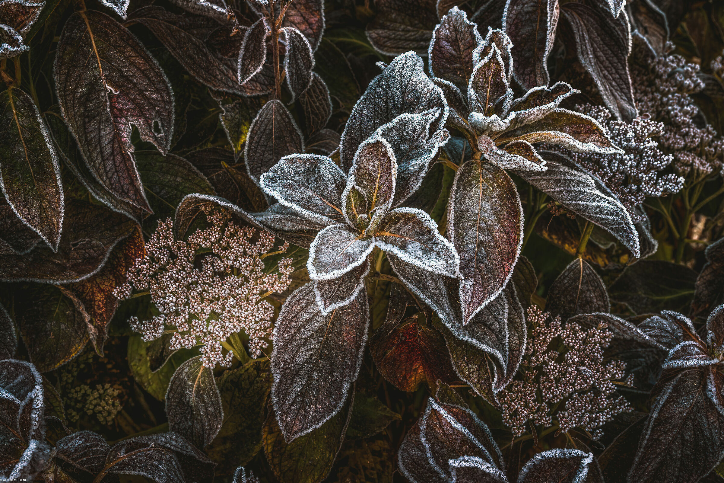 Frost...