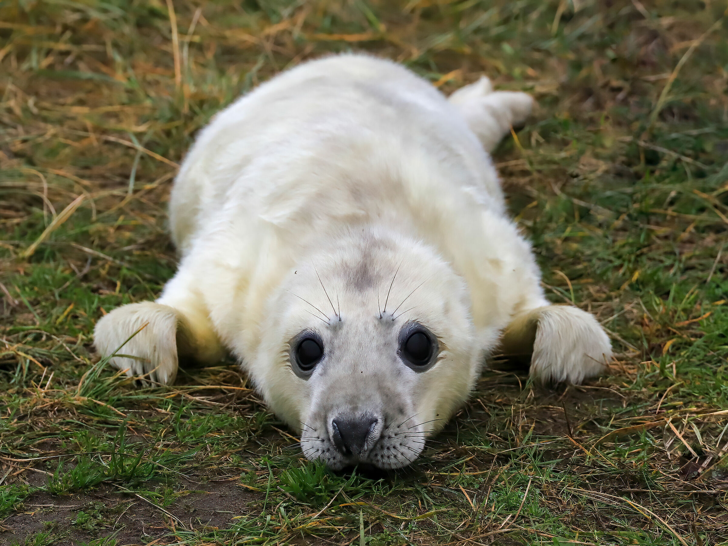 Le foche di Donna Nook (Lincolnshire - UK)...