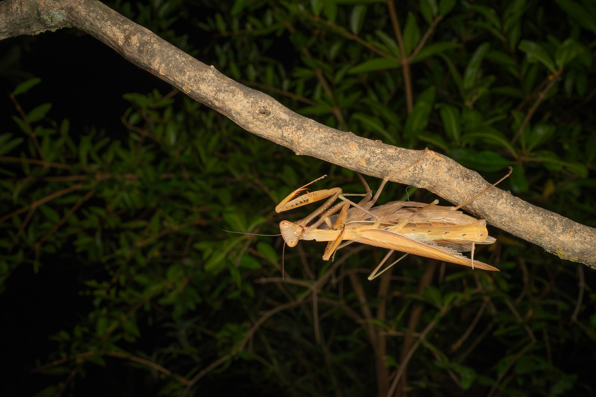 The Mating of the Mantis, 4...