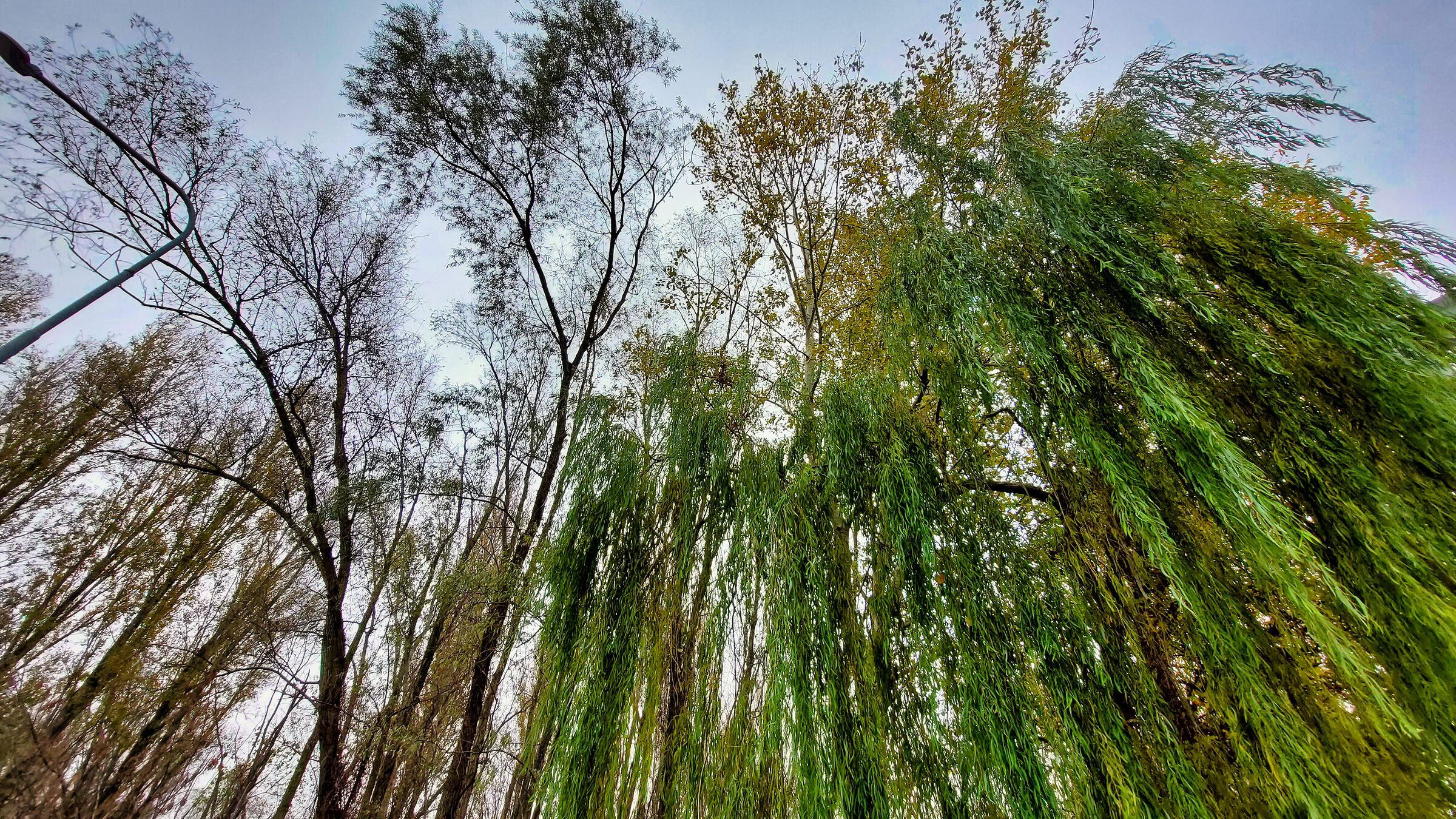 Willows...