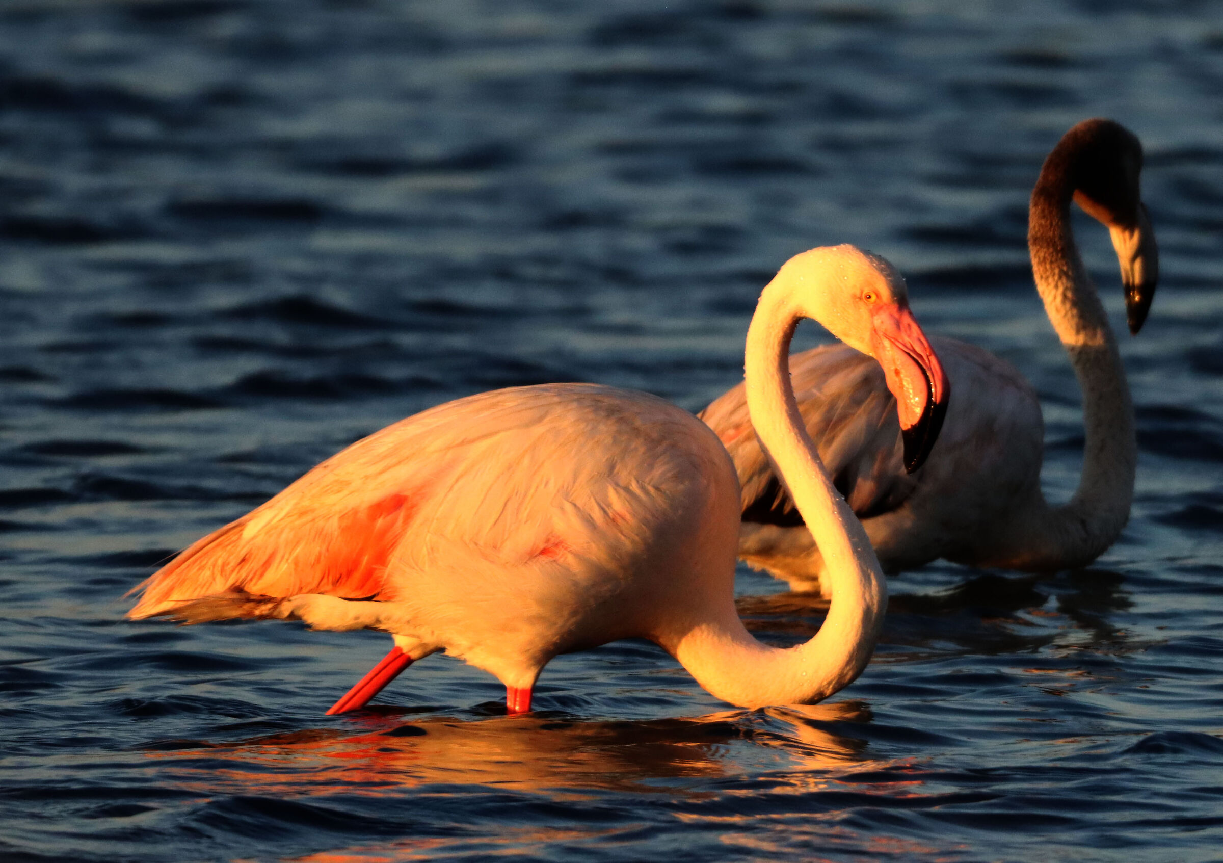 Flamingos at dawn...
