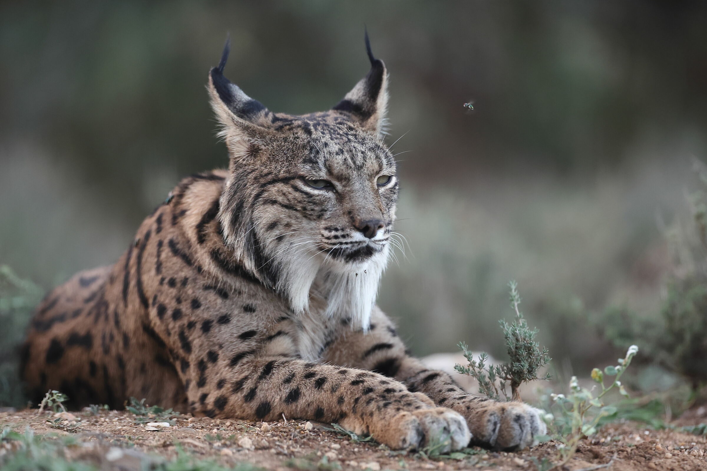 Adult female lynx...