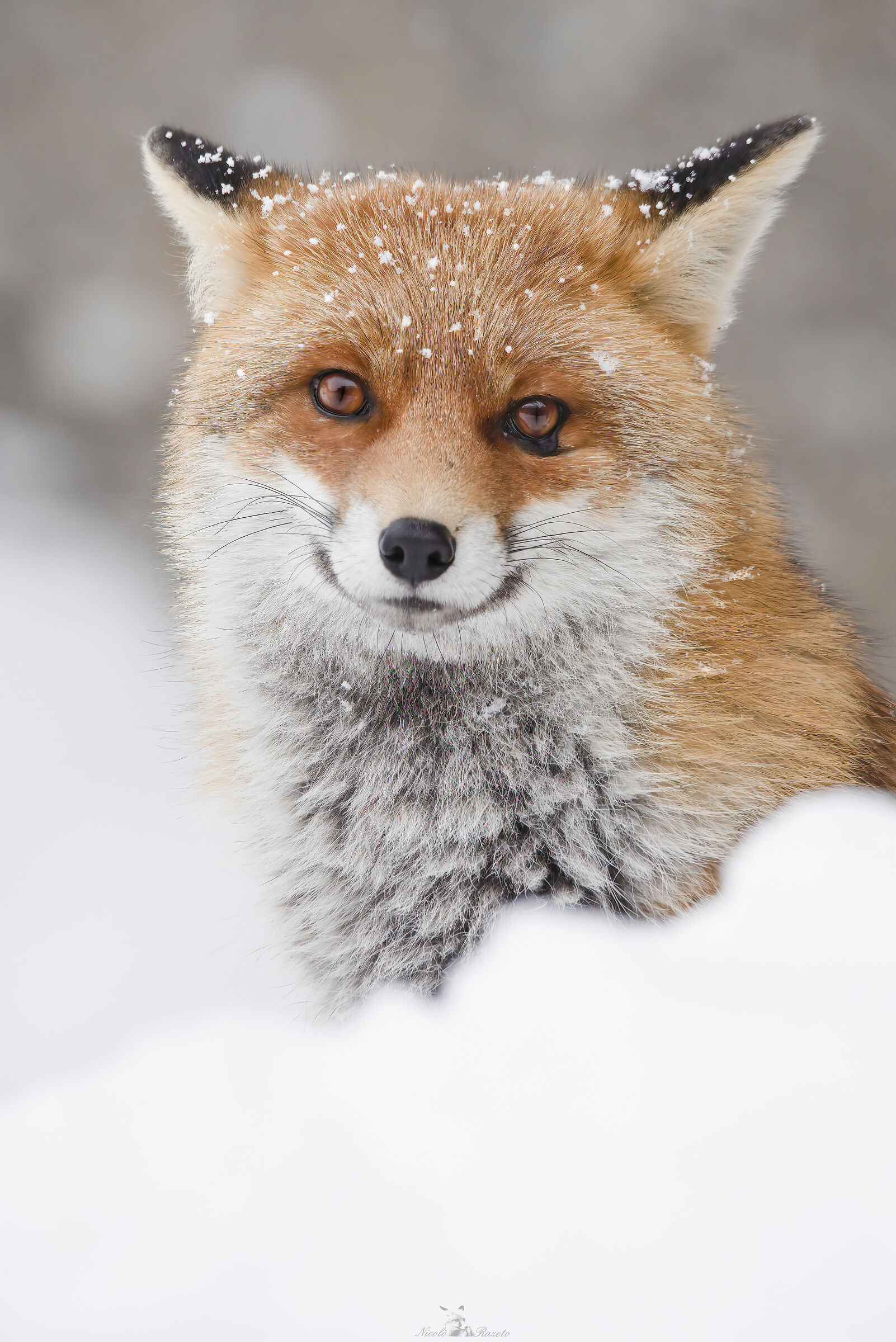 Fox...