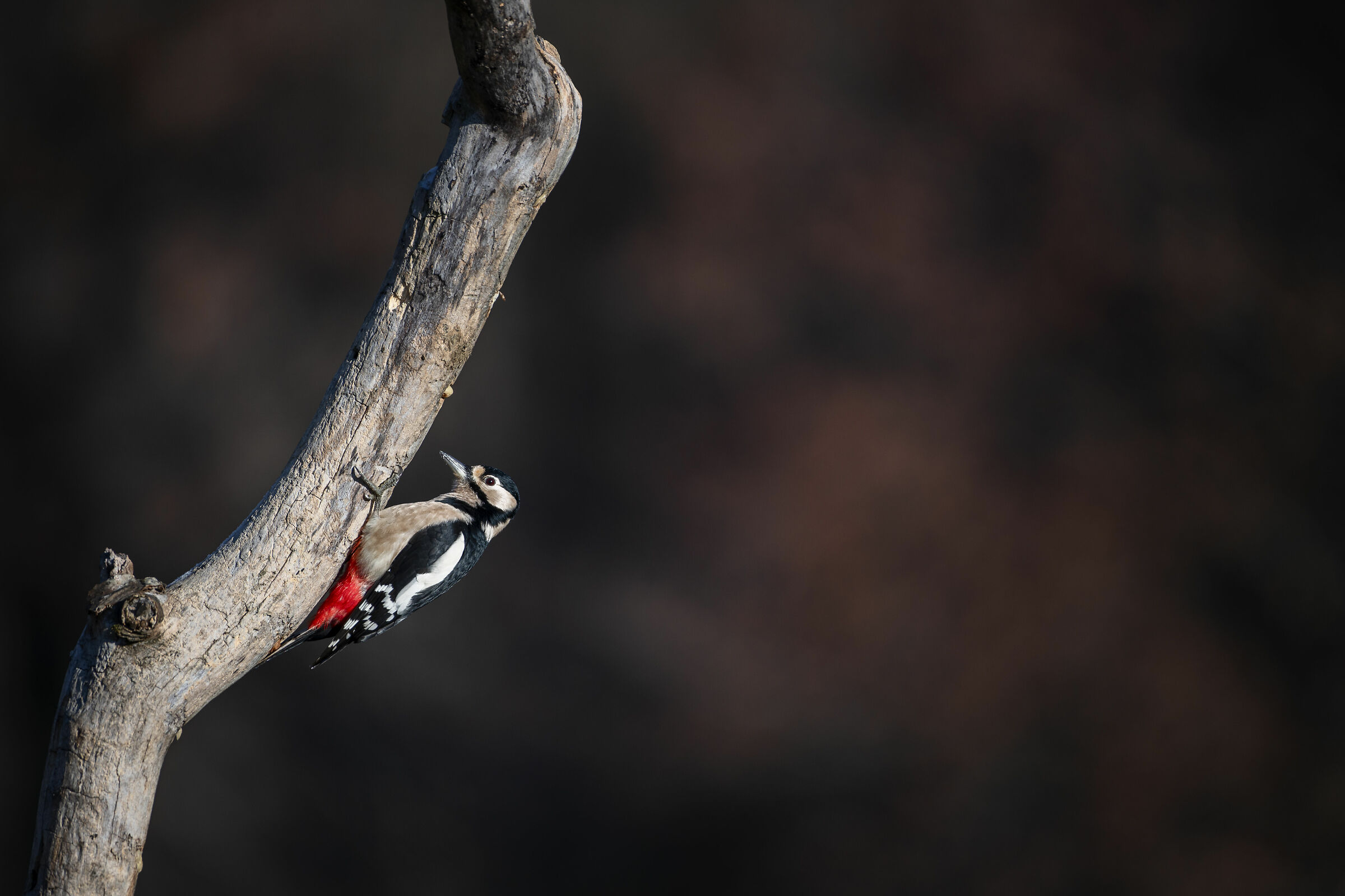Great spotted woodpecker...